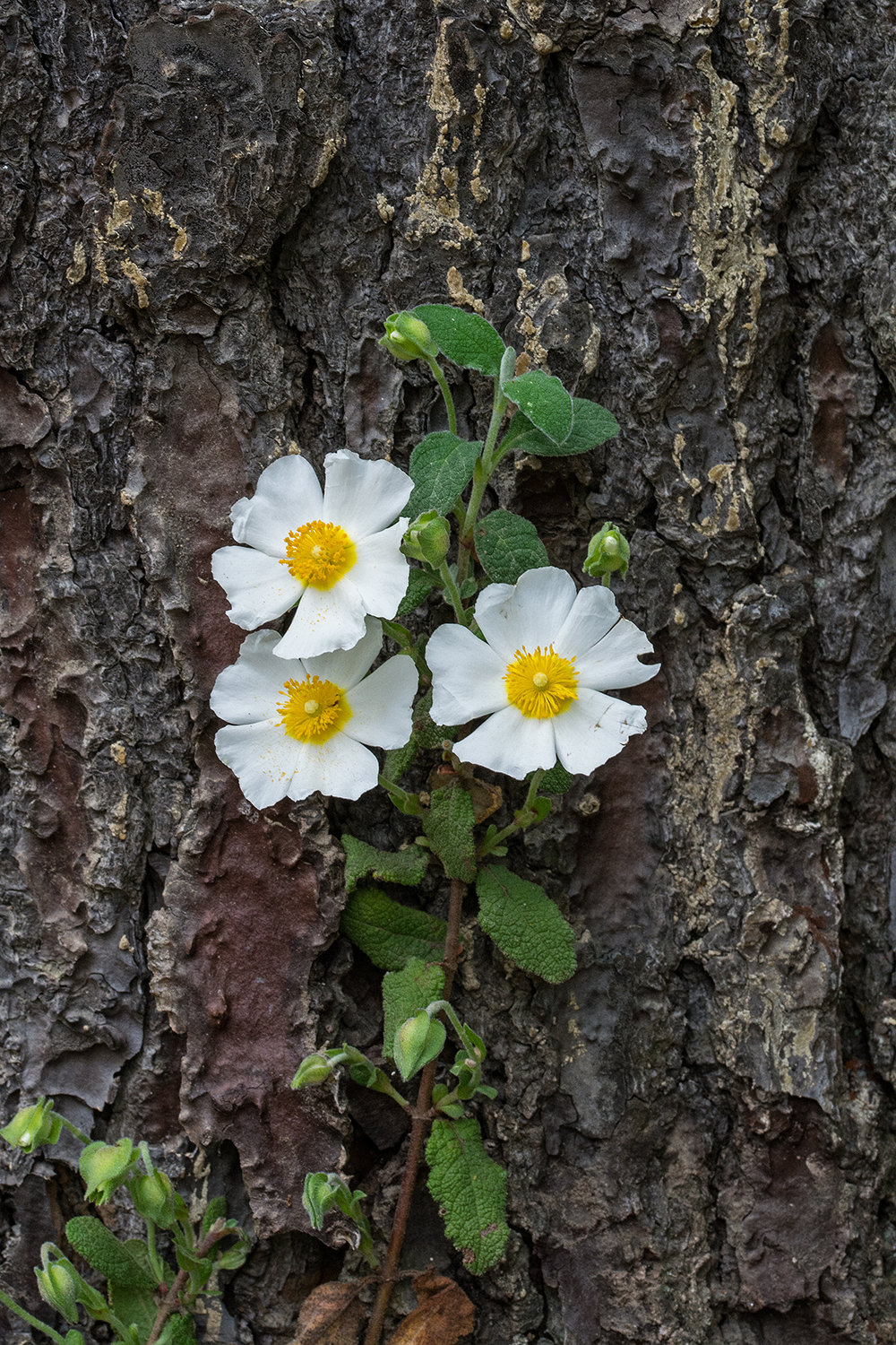 Cistus salvifolius