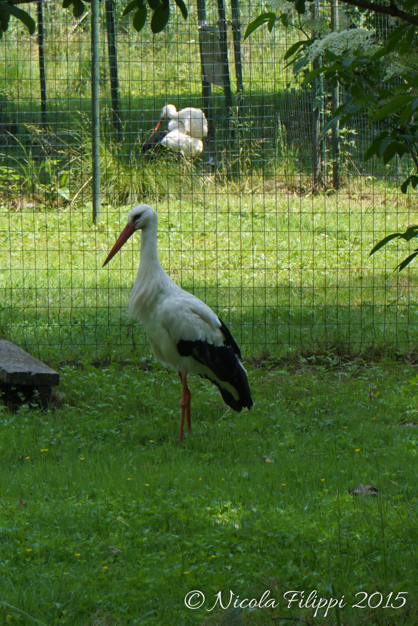 the stork