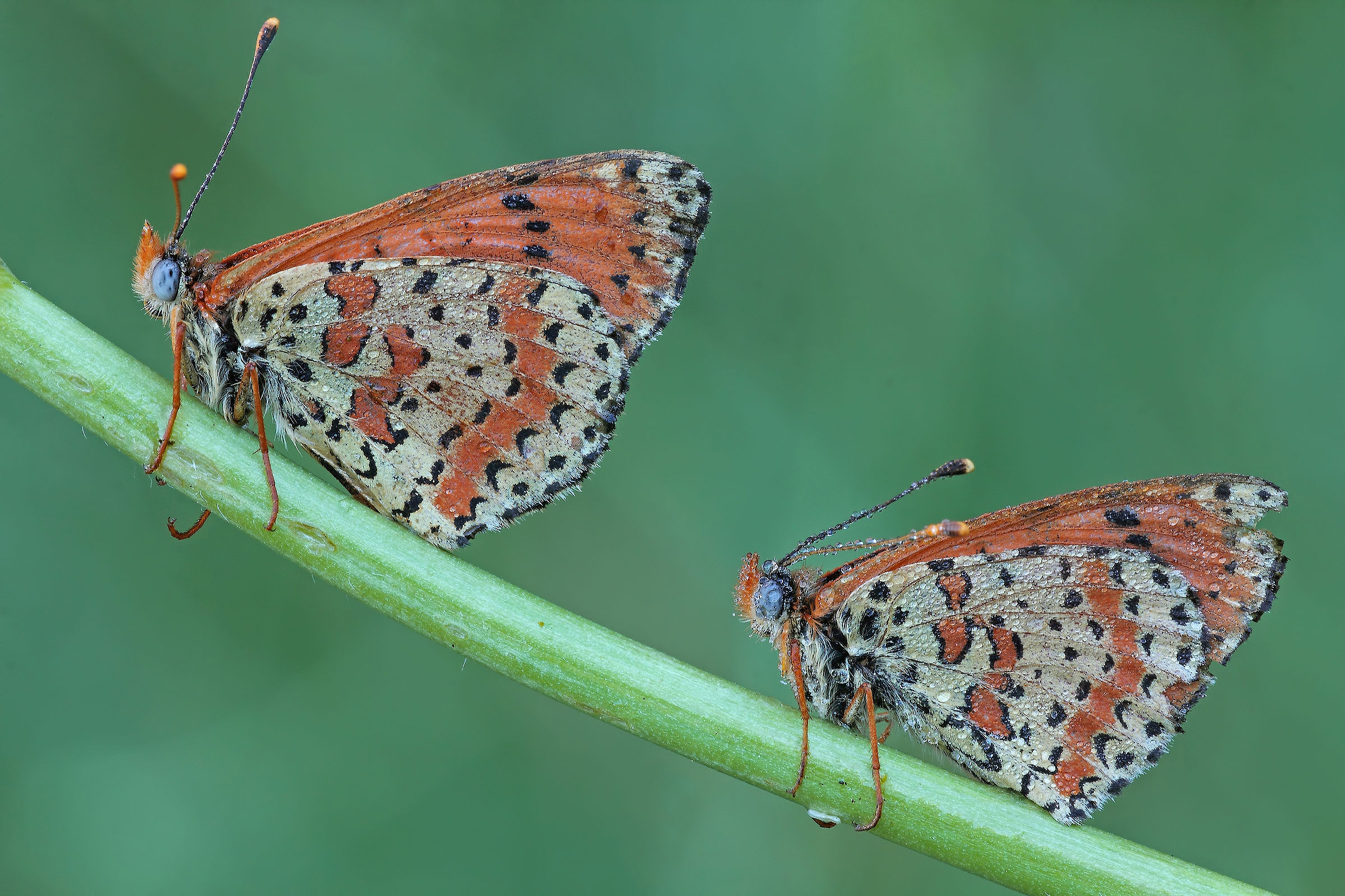 .... Crack avarice !!!