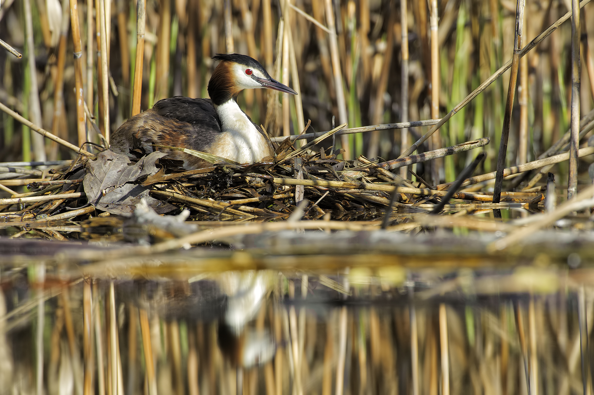 grebe in hatching