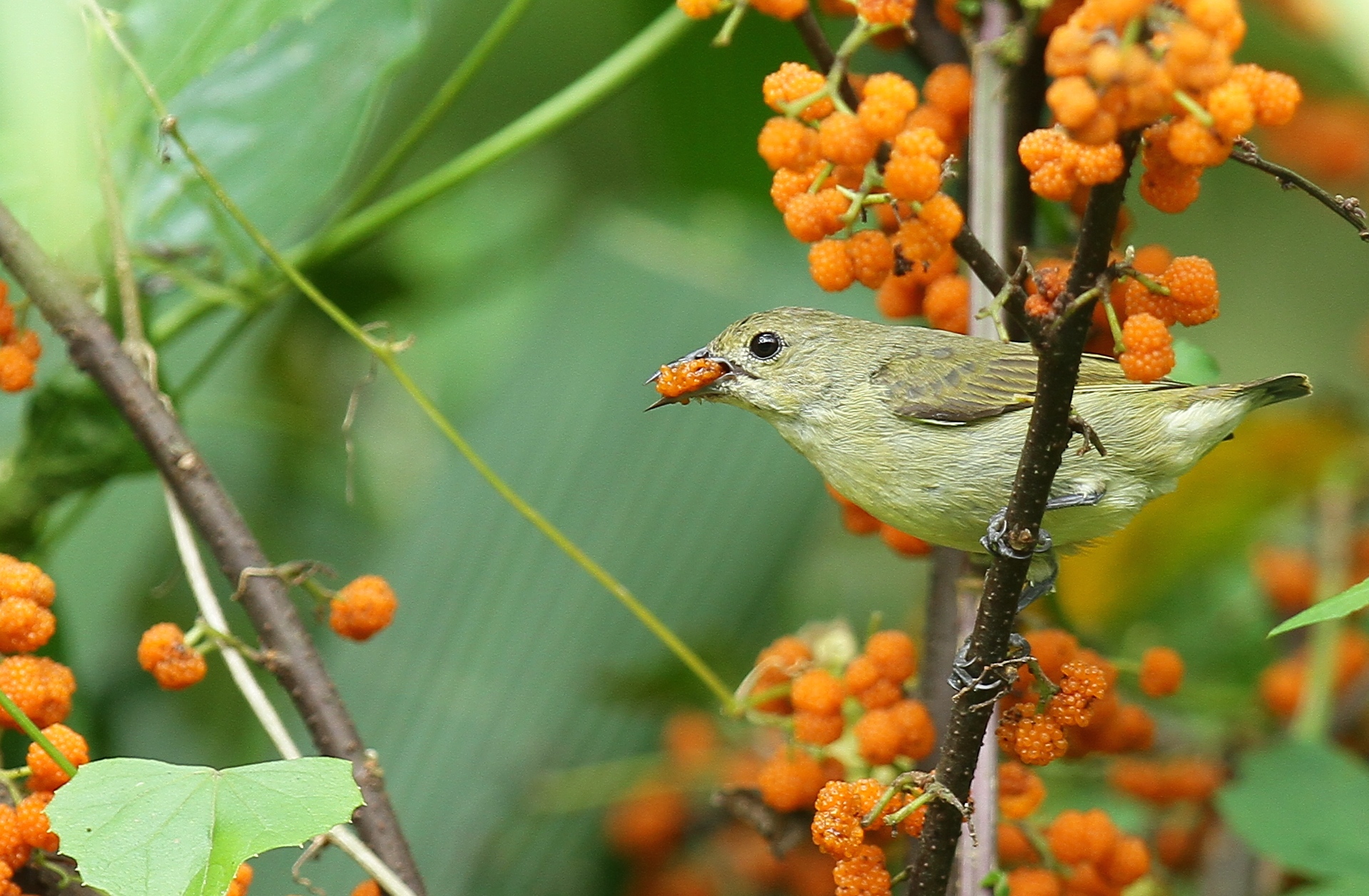 Plain flowerpecker