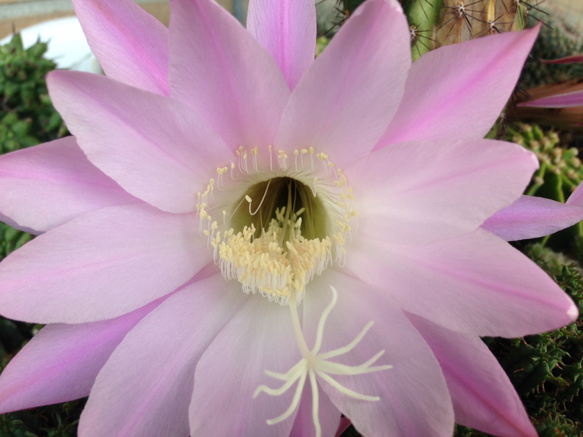Le cose belle durano poco come il fiore di Cactus