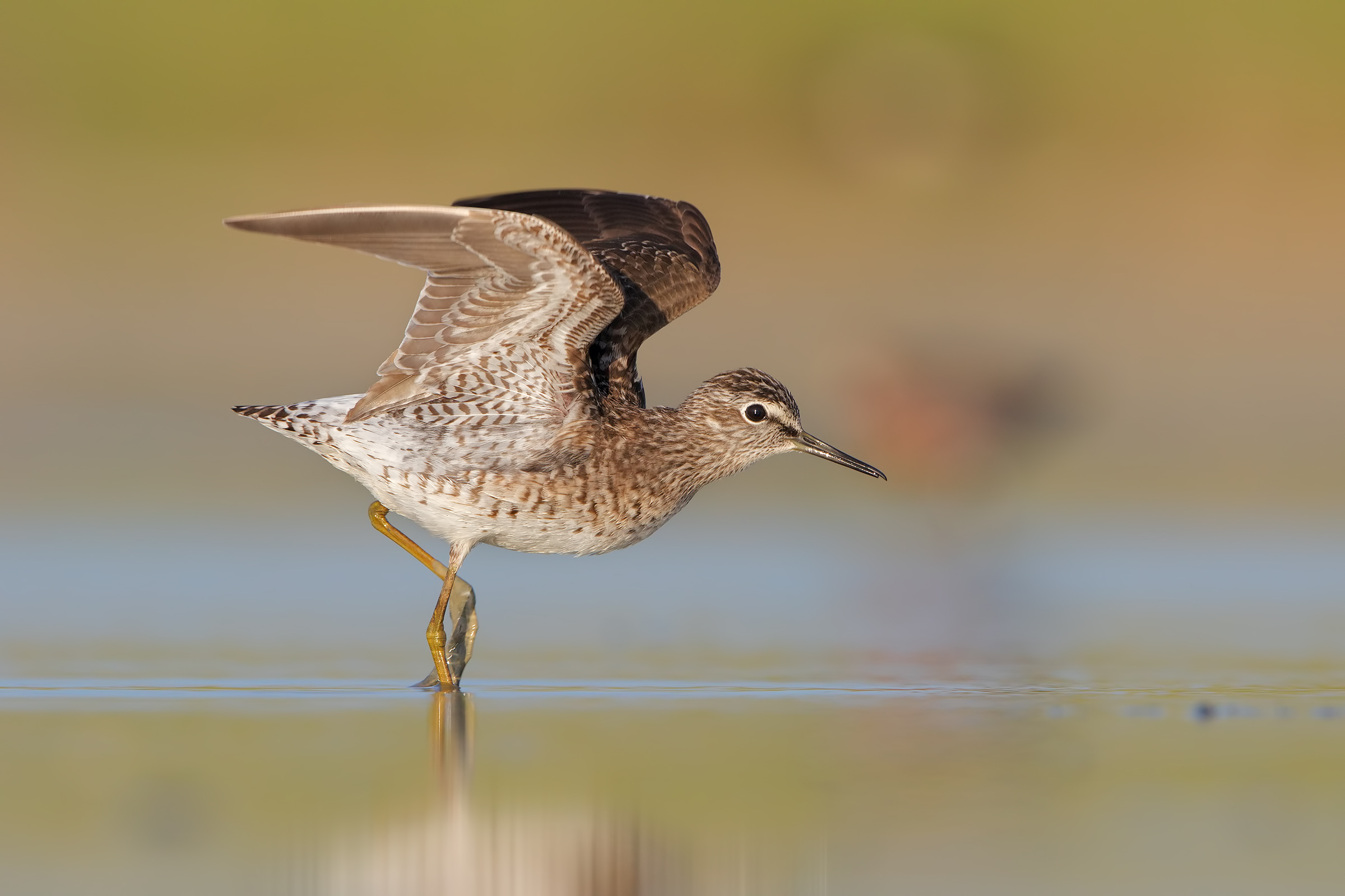 Piro piro boschereccio