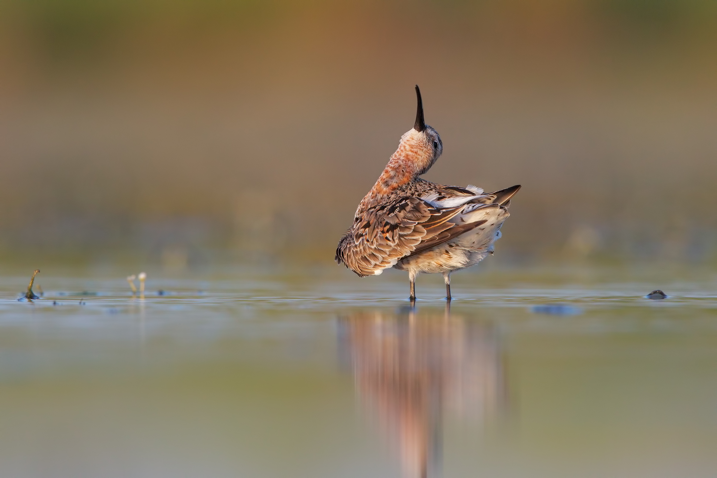 Piovanello all' ultimo filo di luce