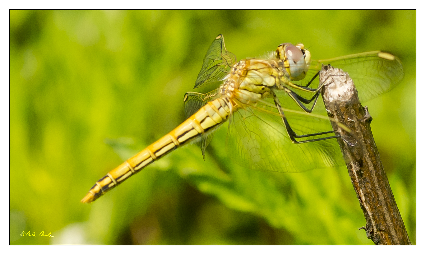 Dragonfly