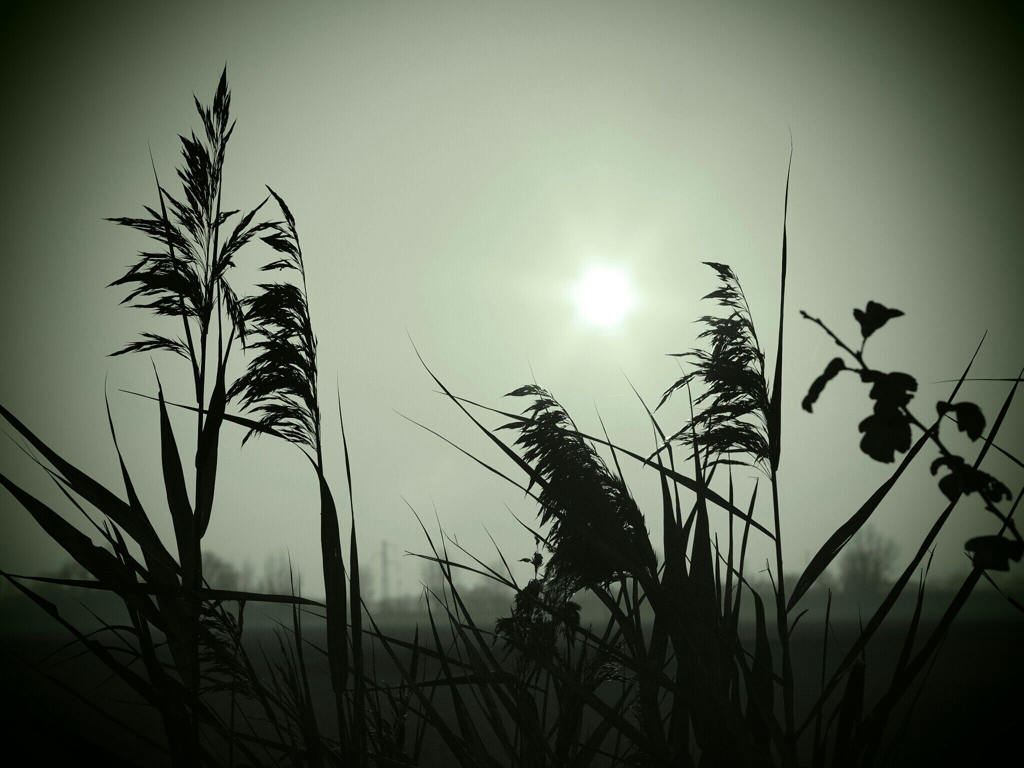 the grass was greener