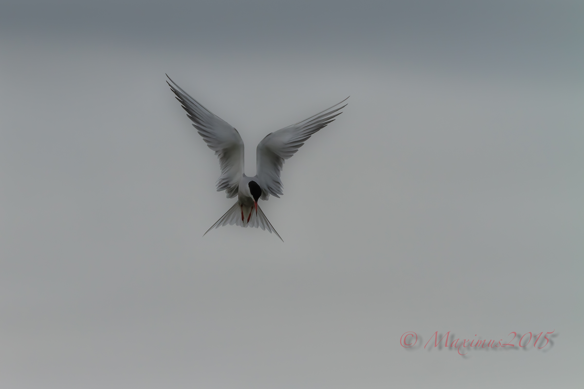 .. .. Terns in a dream ...