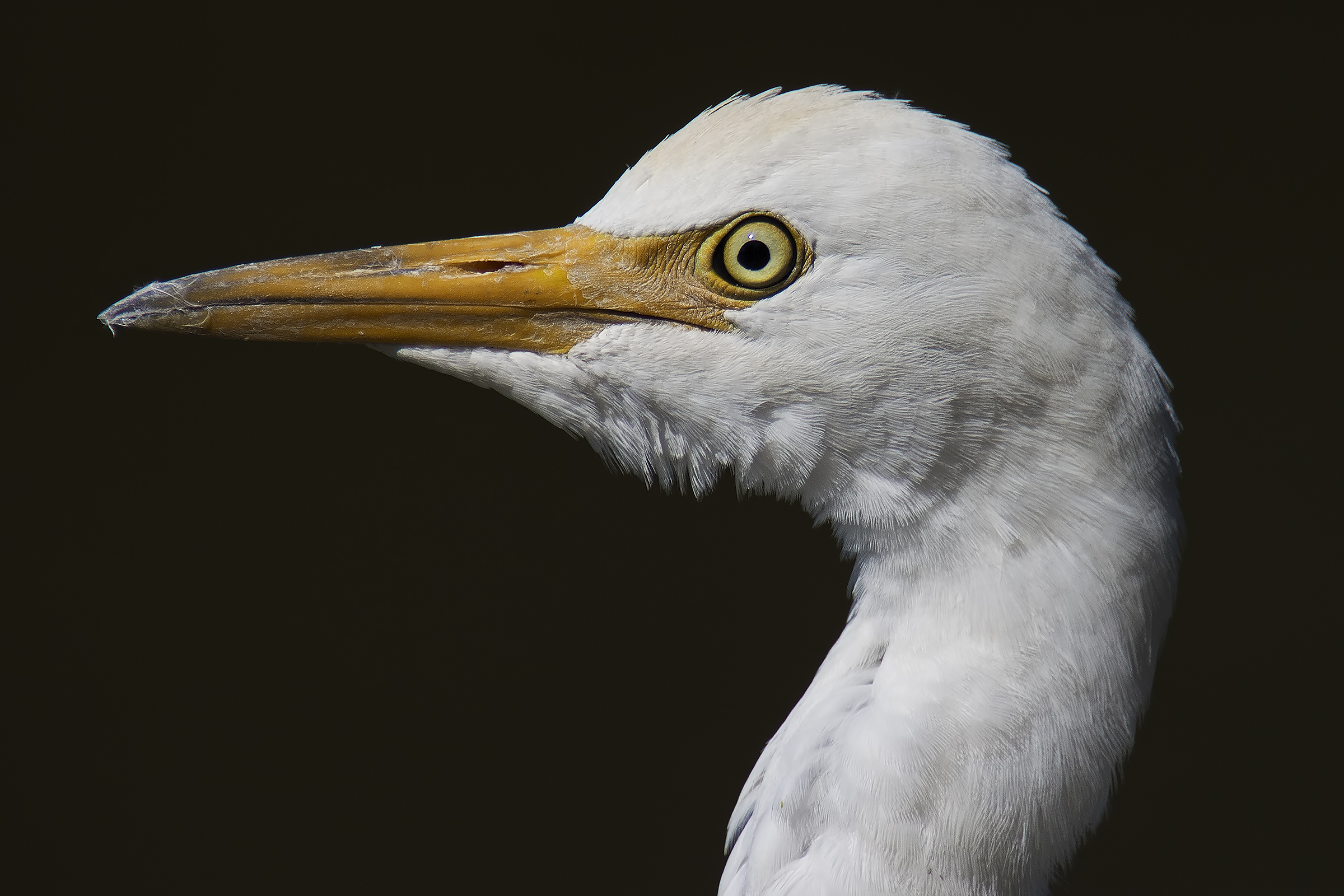 incontro ravvicinato