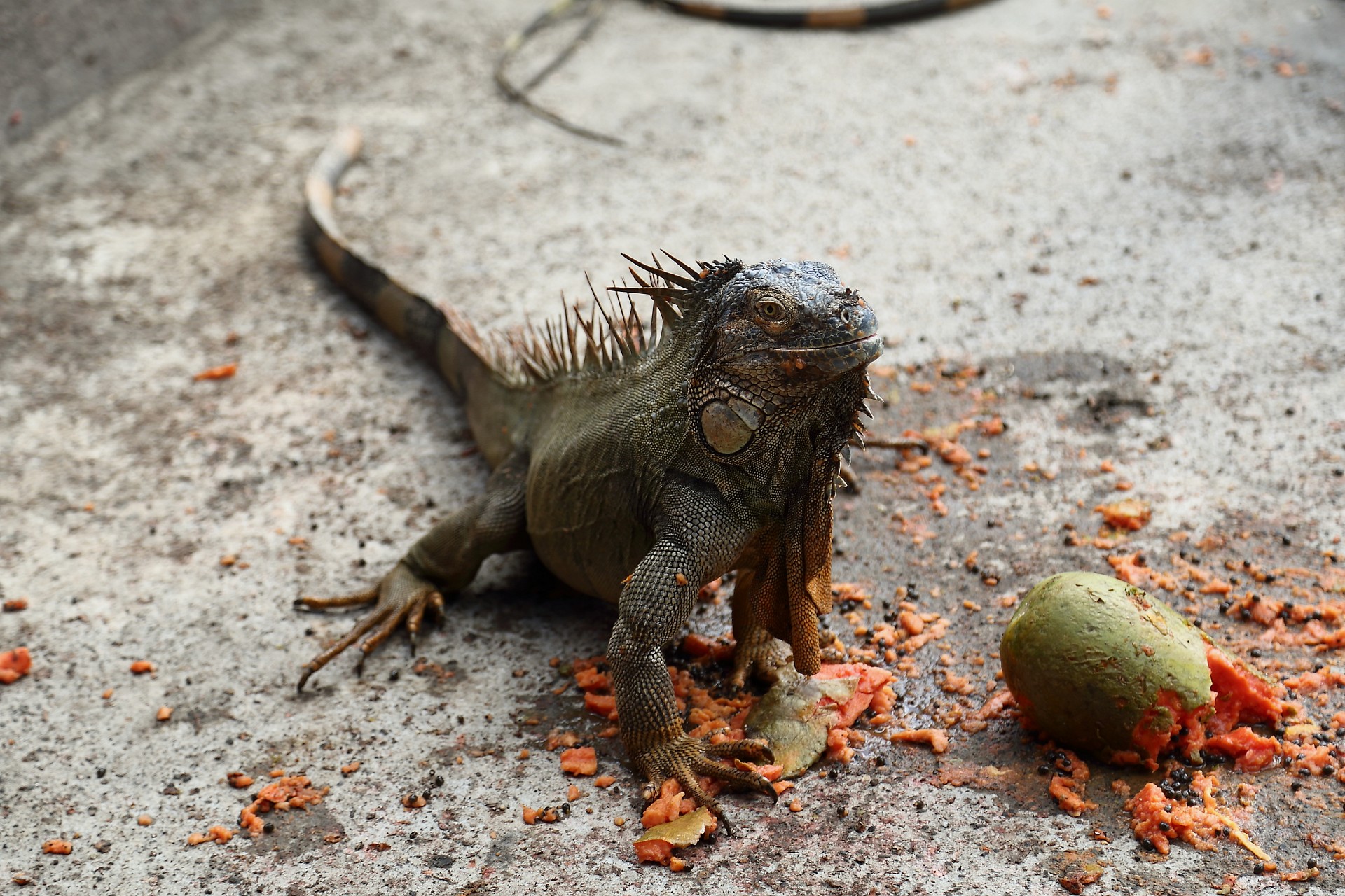 iguana