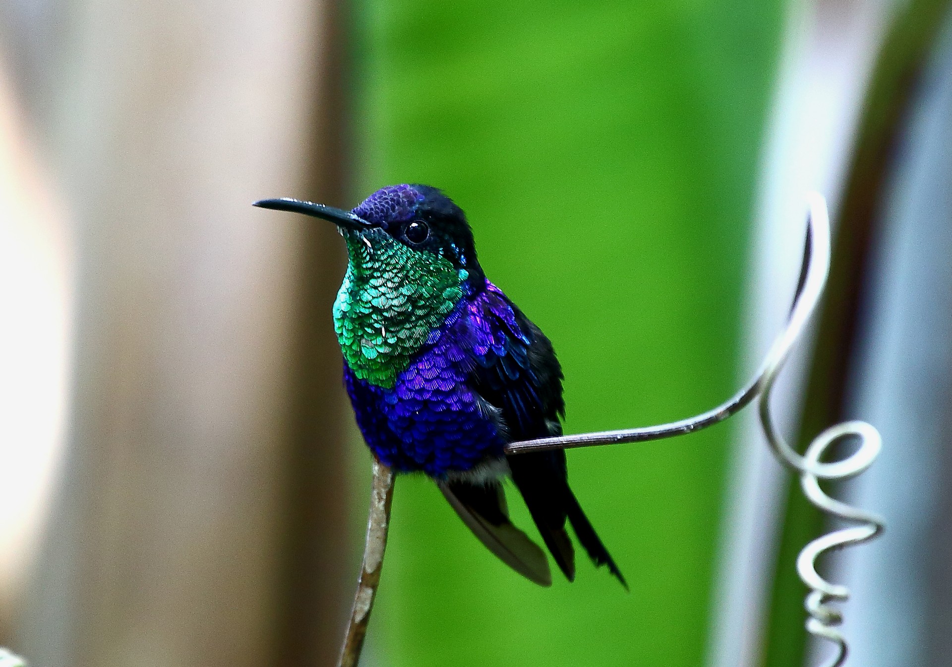 Colibri