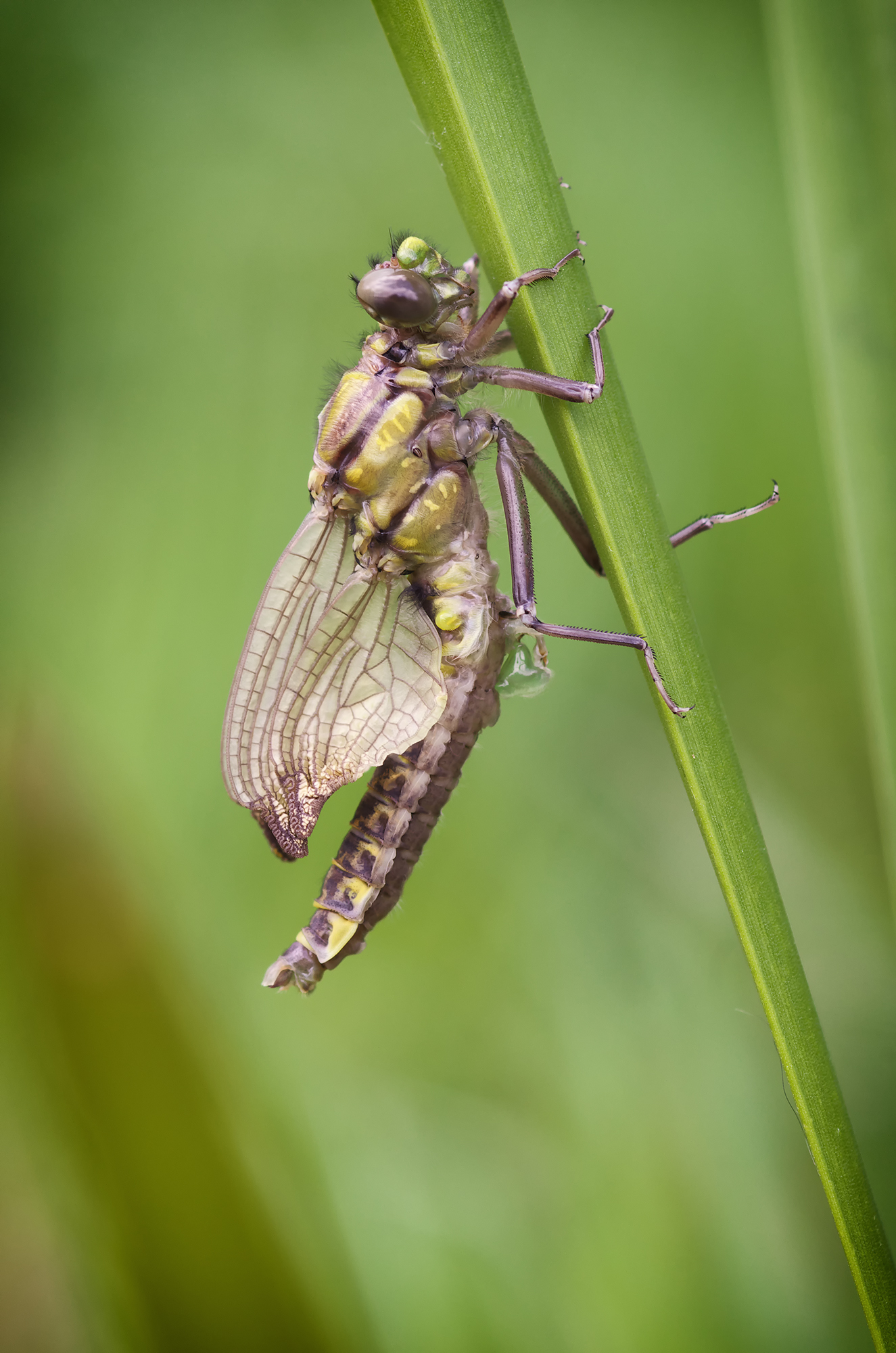 Aspettando le ali ...