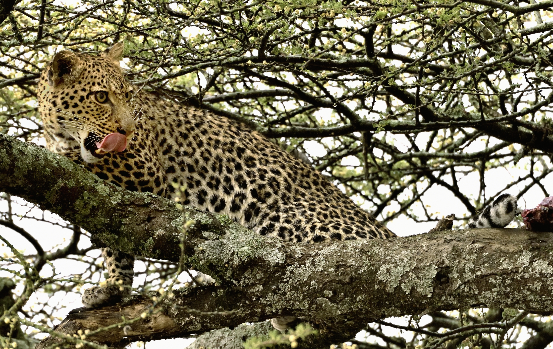 Tanzania 2015 - Leopard