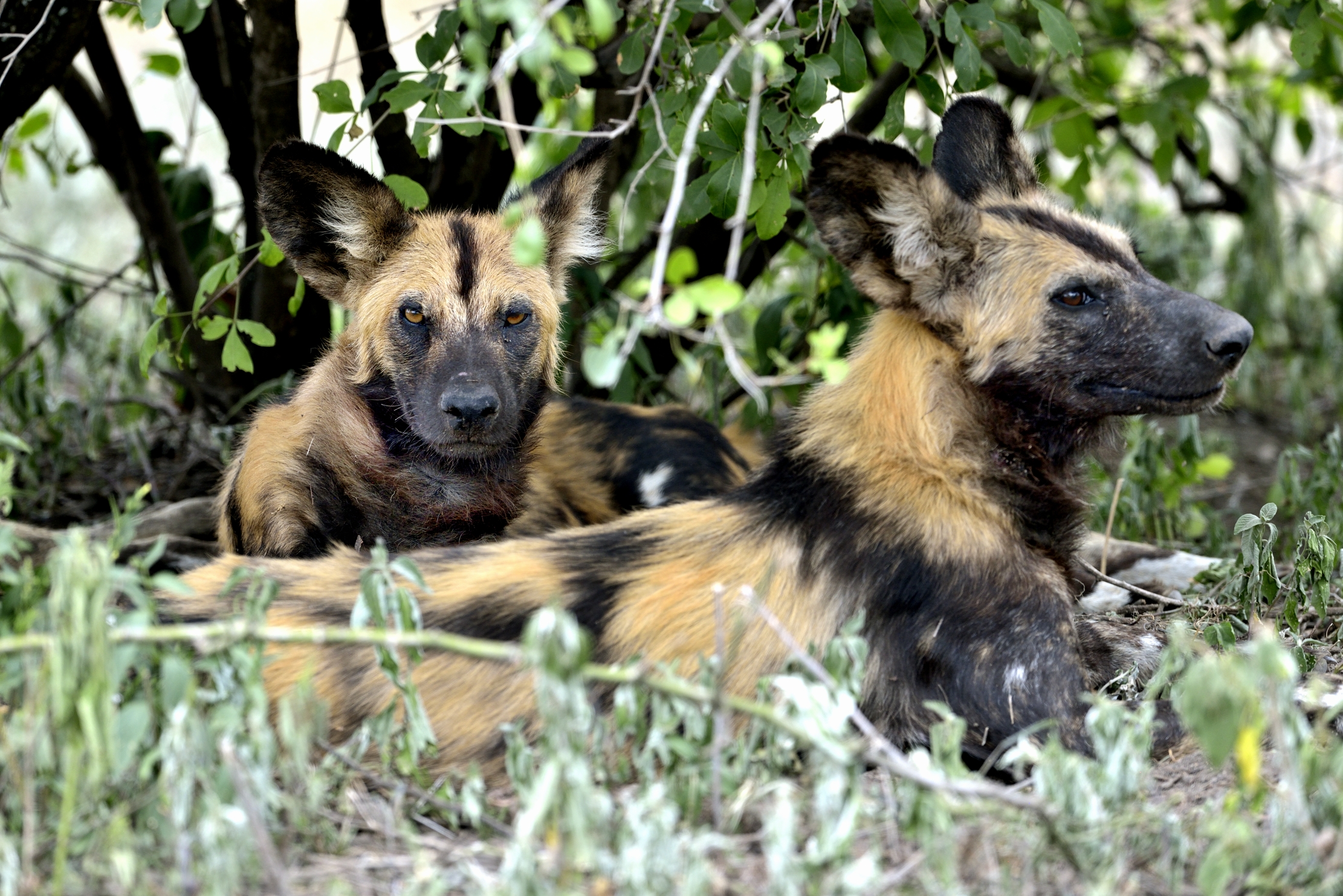 Tanzania 2015 - Licaoni