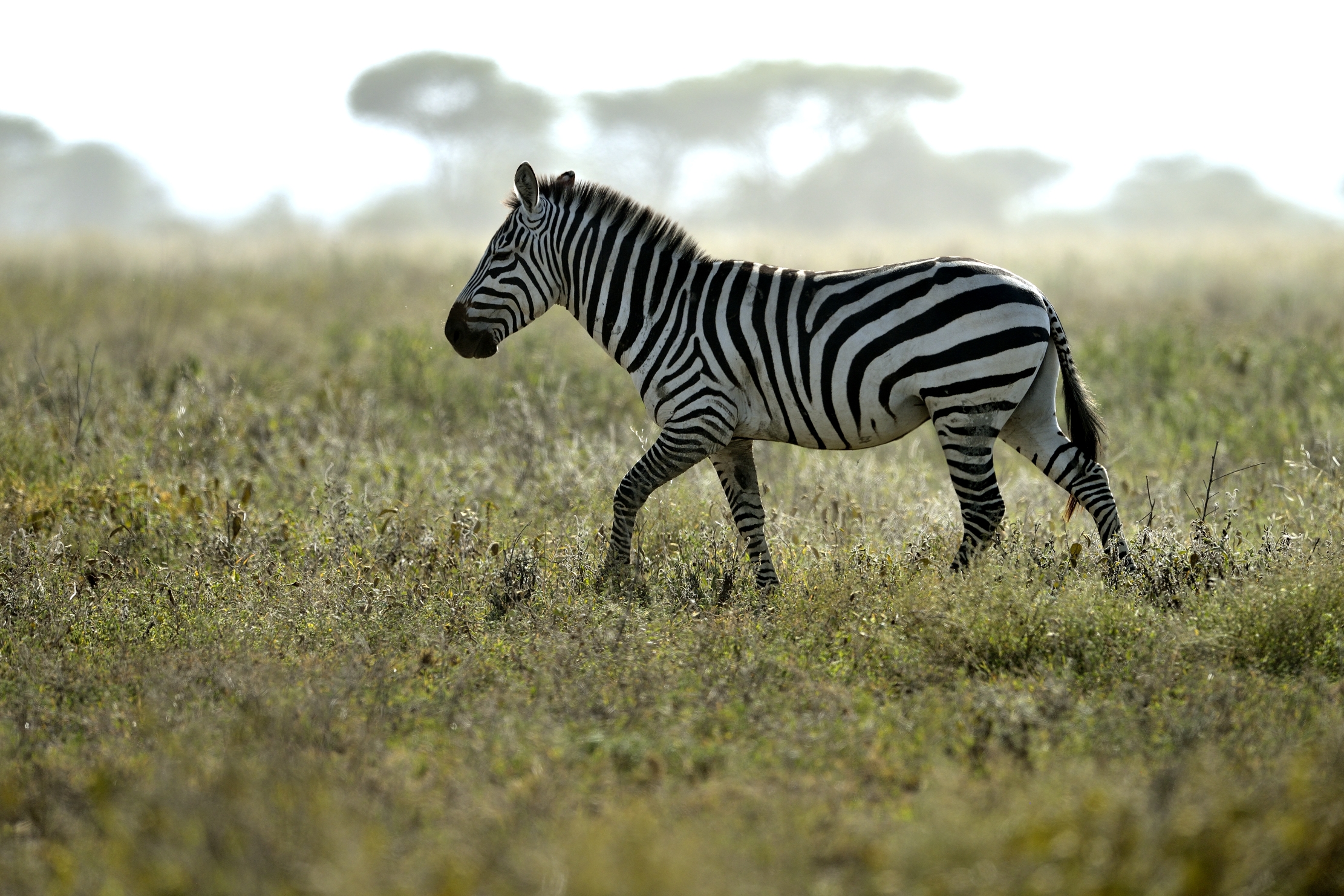Tanzania 2015 - Zebra