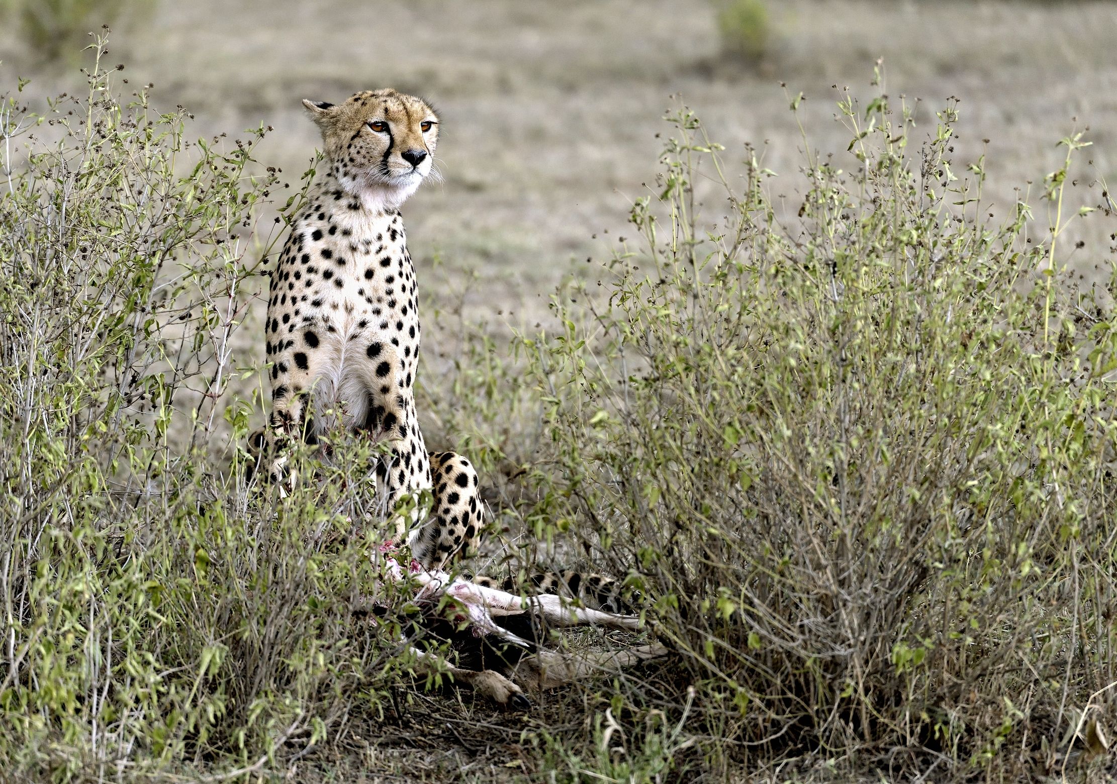 Tanzania 2015 - Caccia