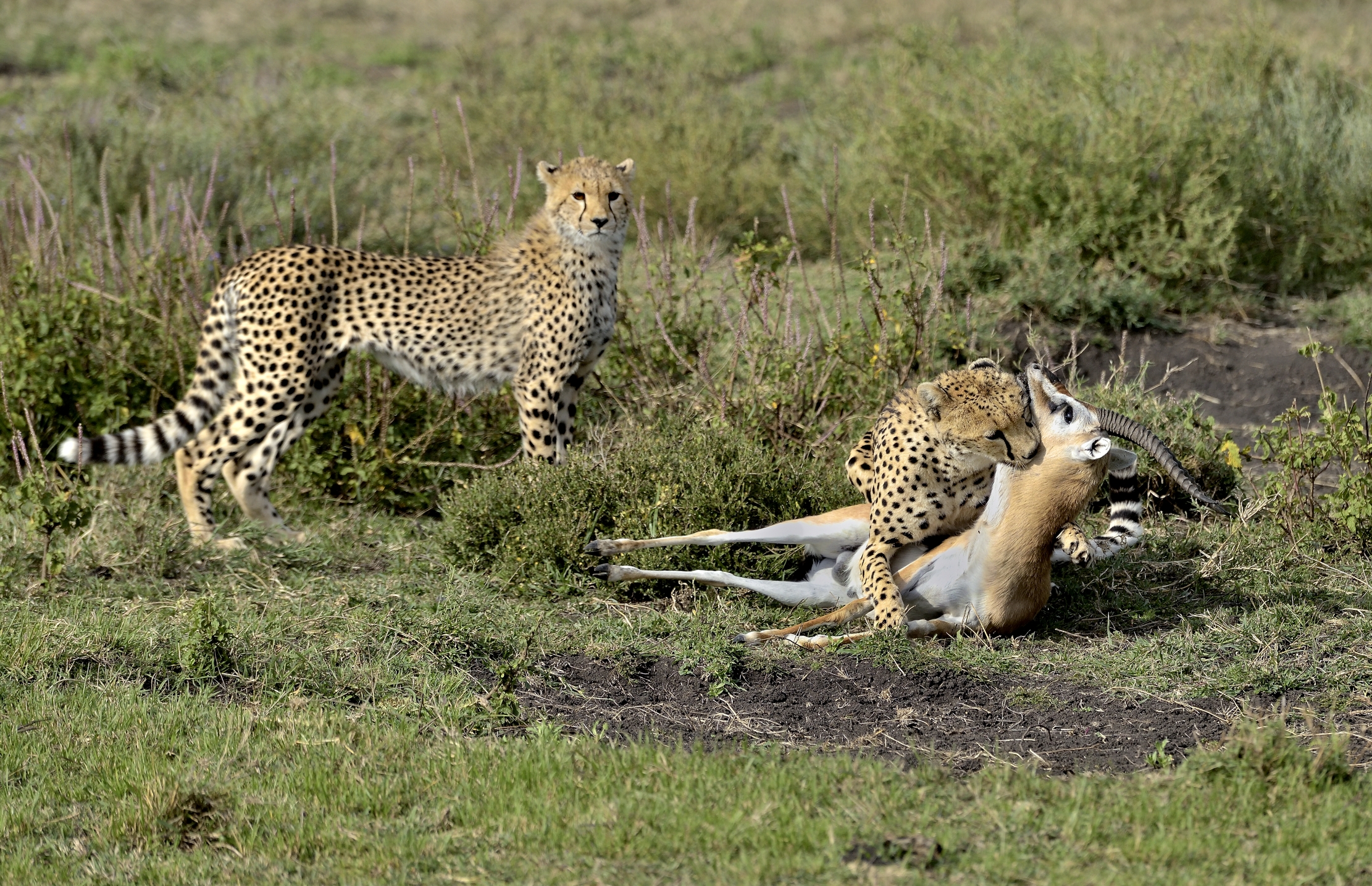 Tanzania 2015 - Caccia