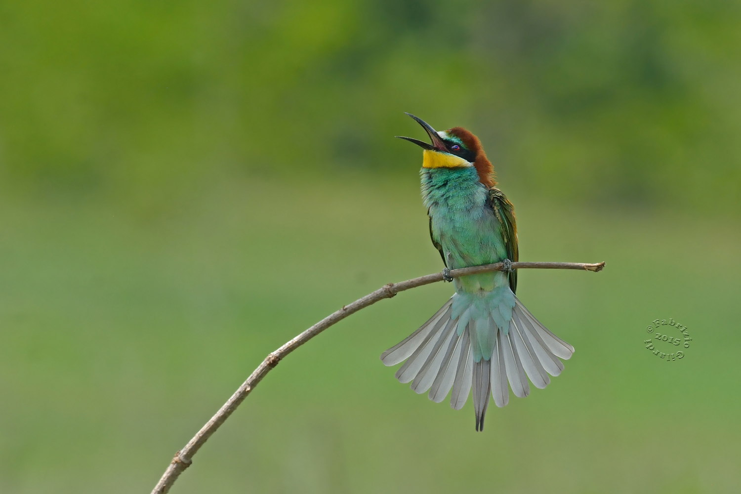 ... Inc ... ato black ...