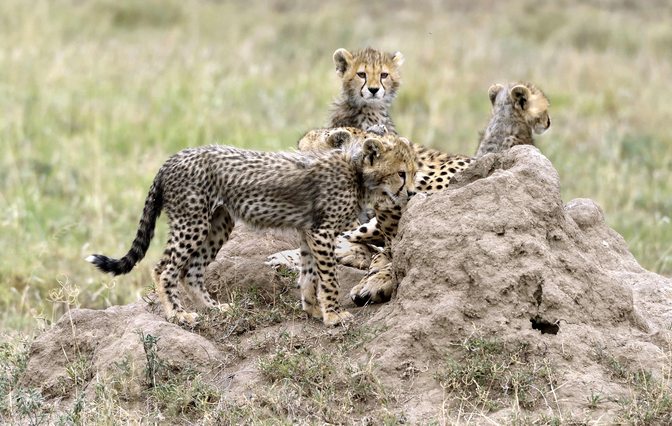 Tanzania 2015 - Ghepardini