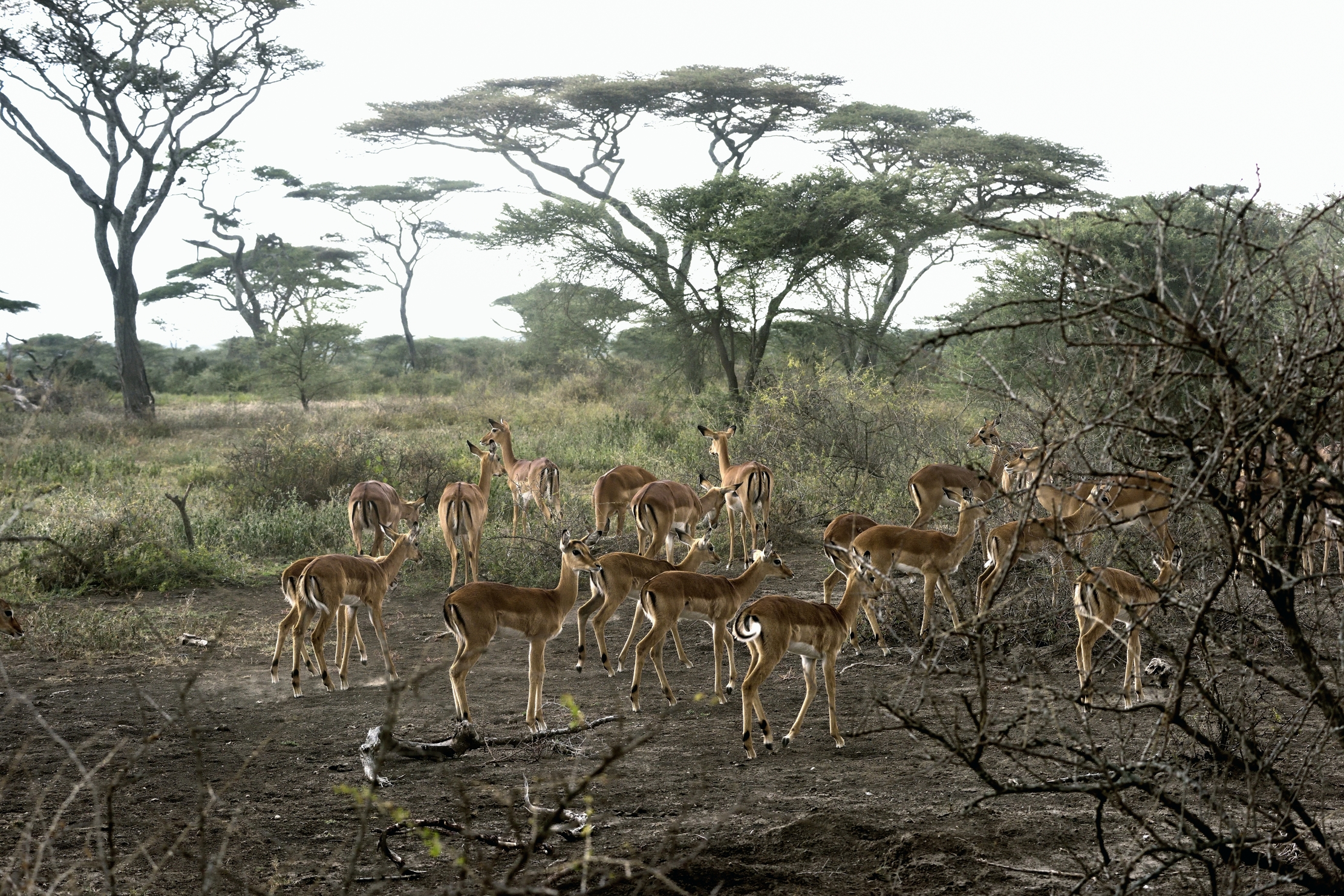 Tanzania 2015 - Impala all'alba