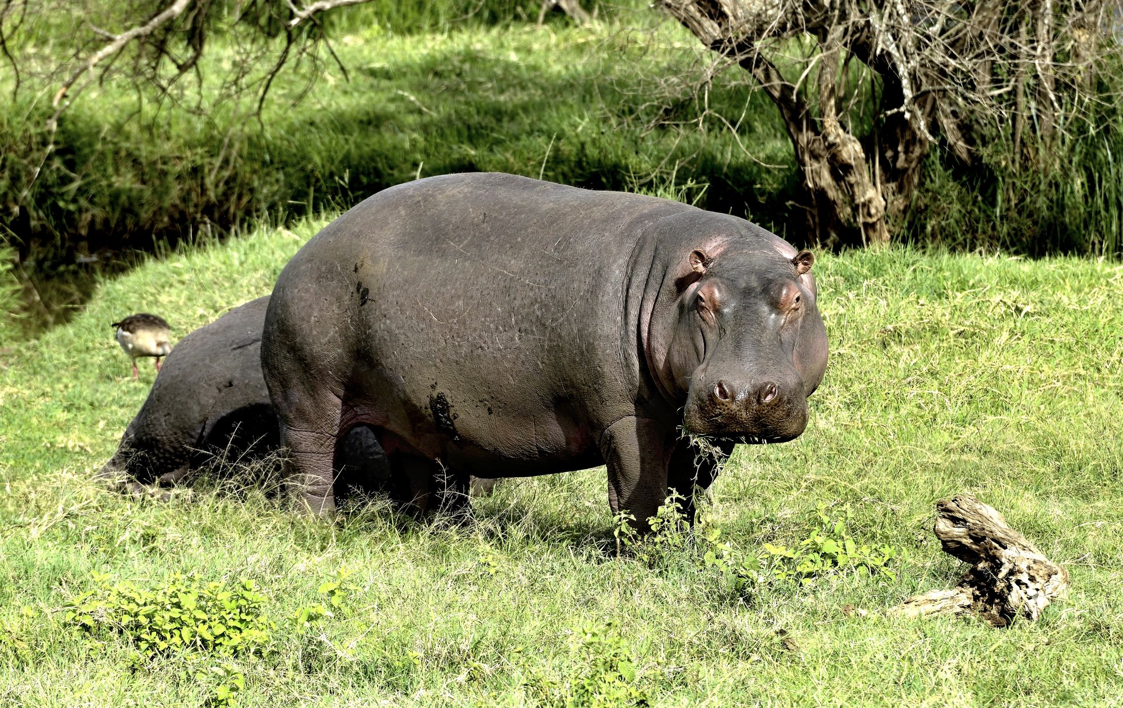 Tanzania 2015 - Ippo