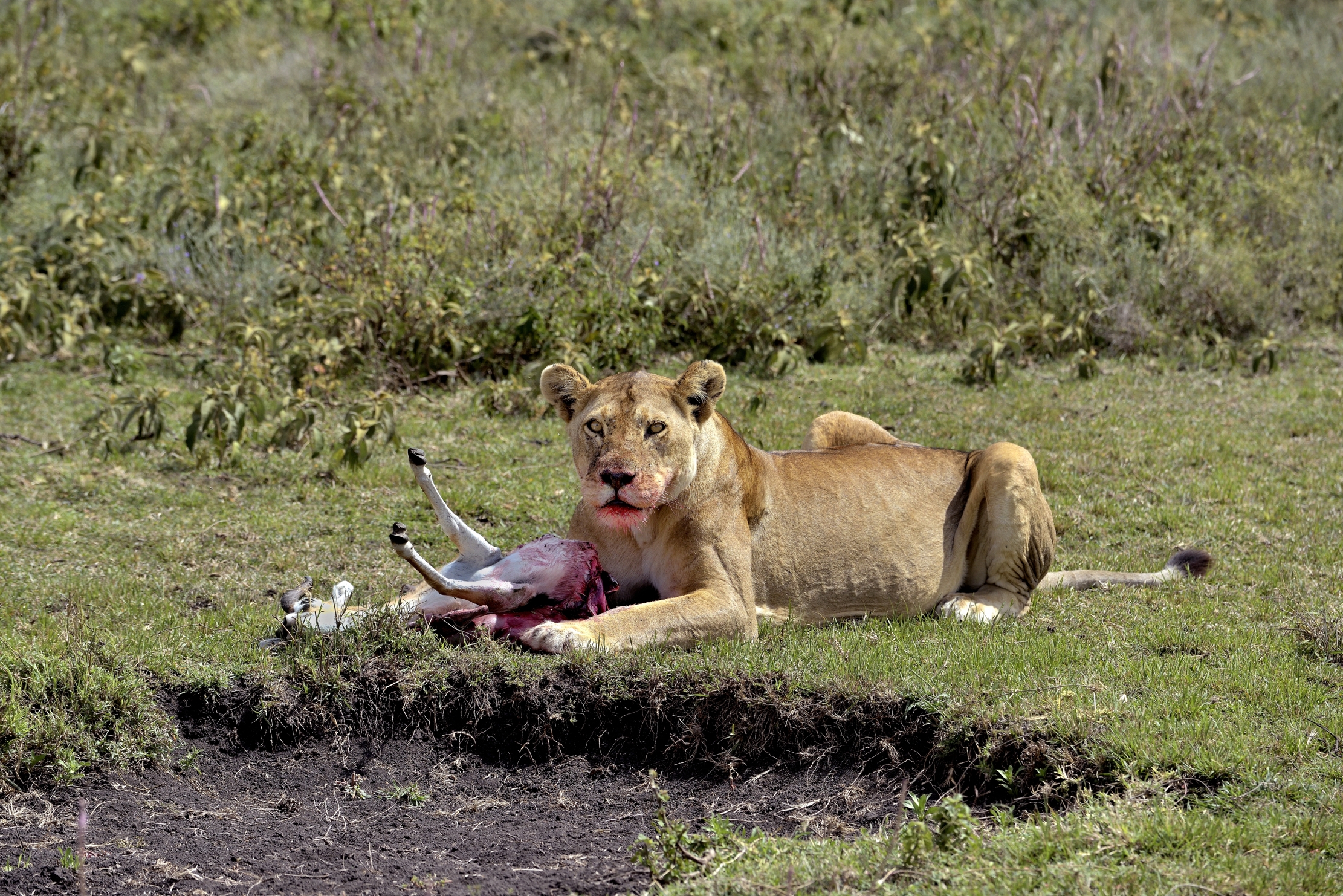 Tanzania 2015 - Con la preda
