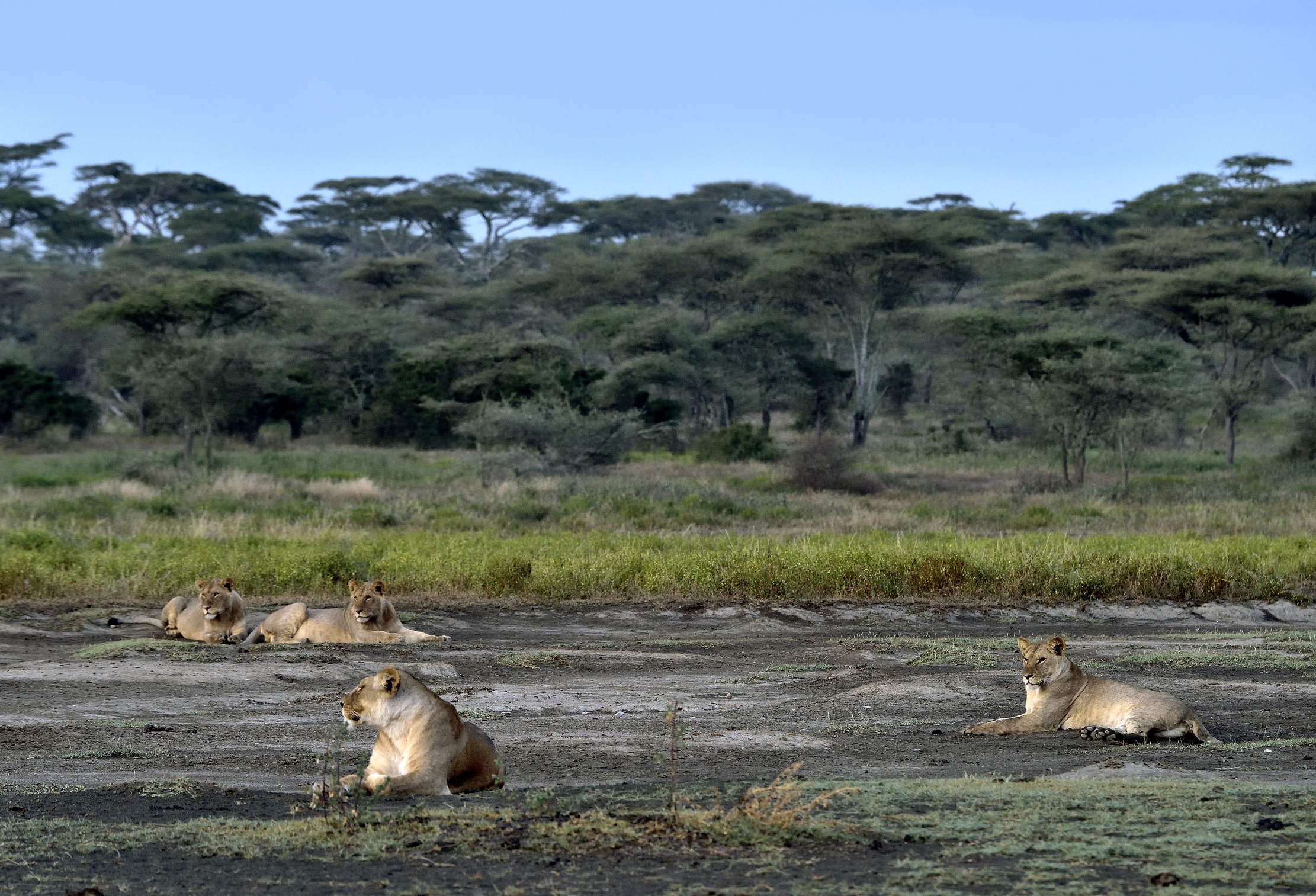 Tanzania 2015 - All'alba a Ndutu