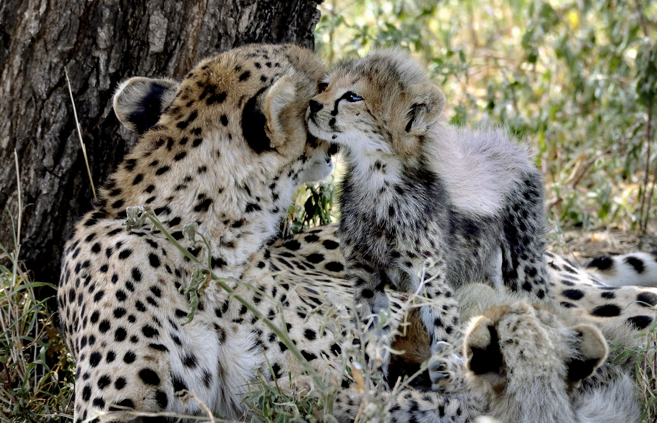 Tanzania 2015 - Affetto