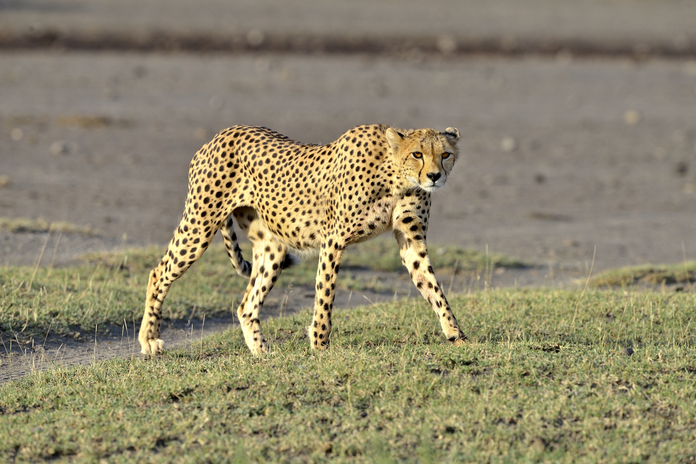 Tanzania 2015 - Ghepardo