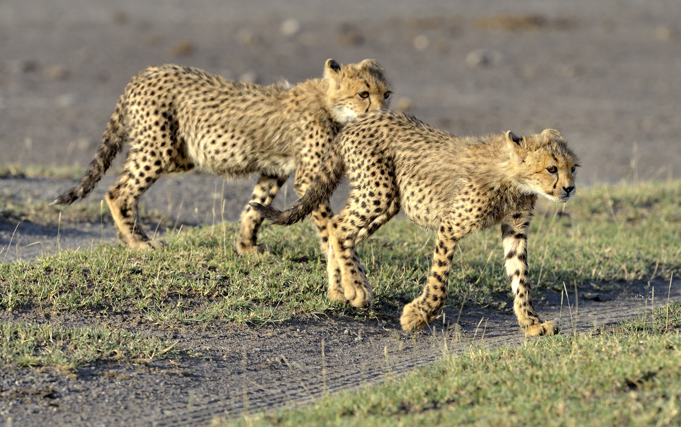 Tanzania 2015 - Ghepardini
