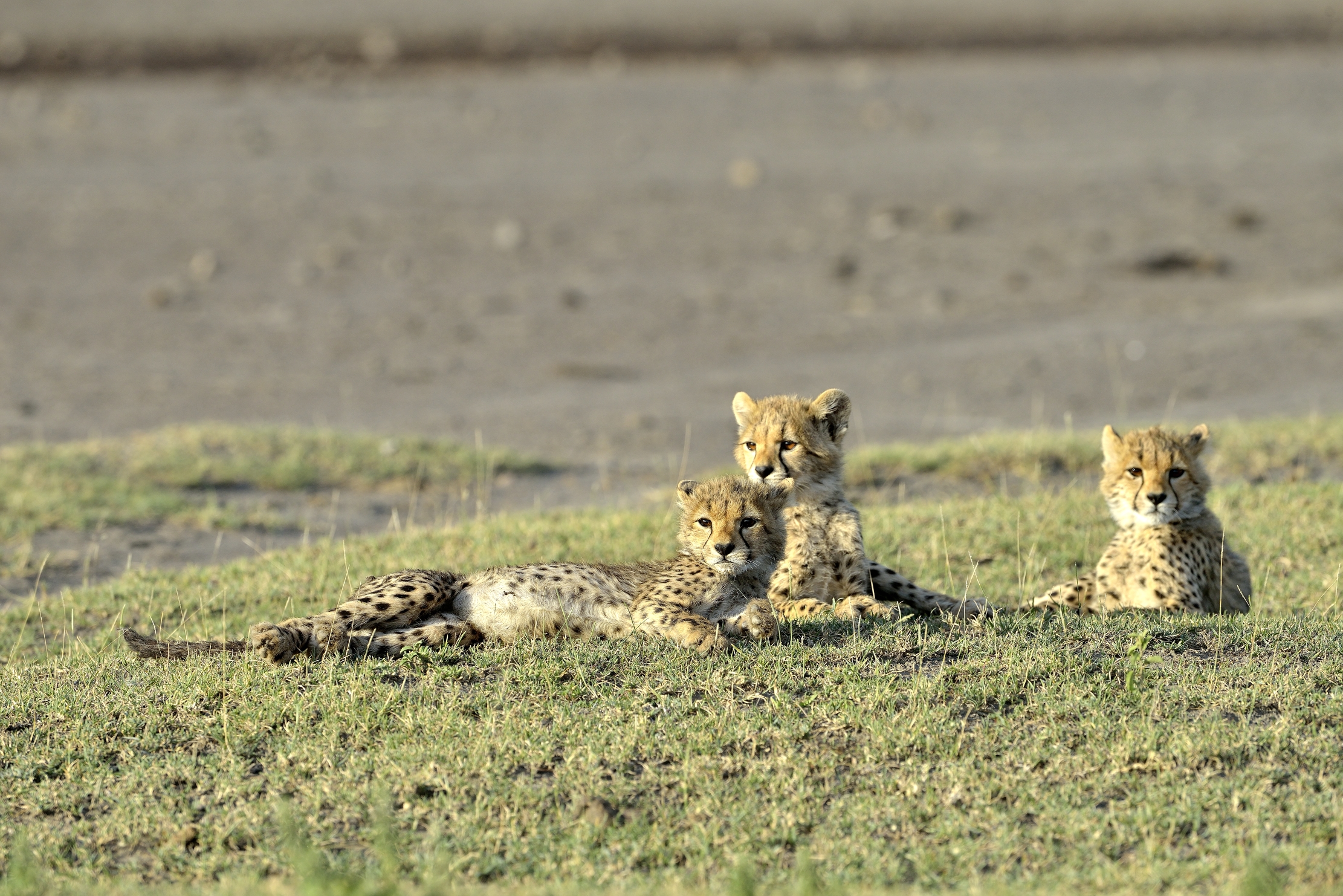 Tanzania 2015 - Ghepardini