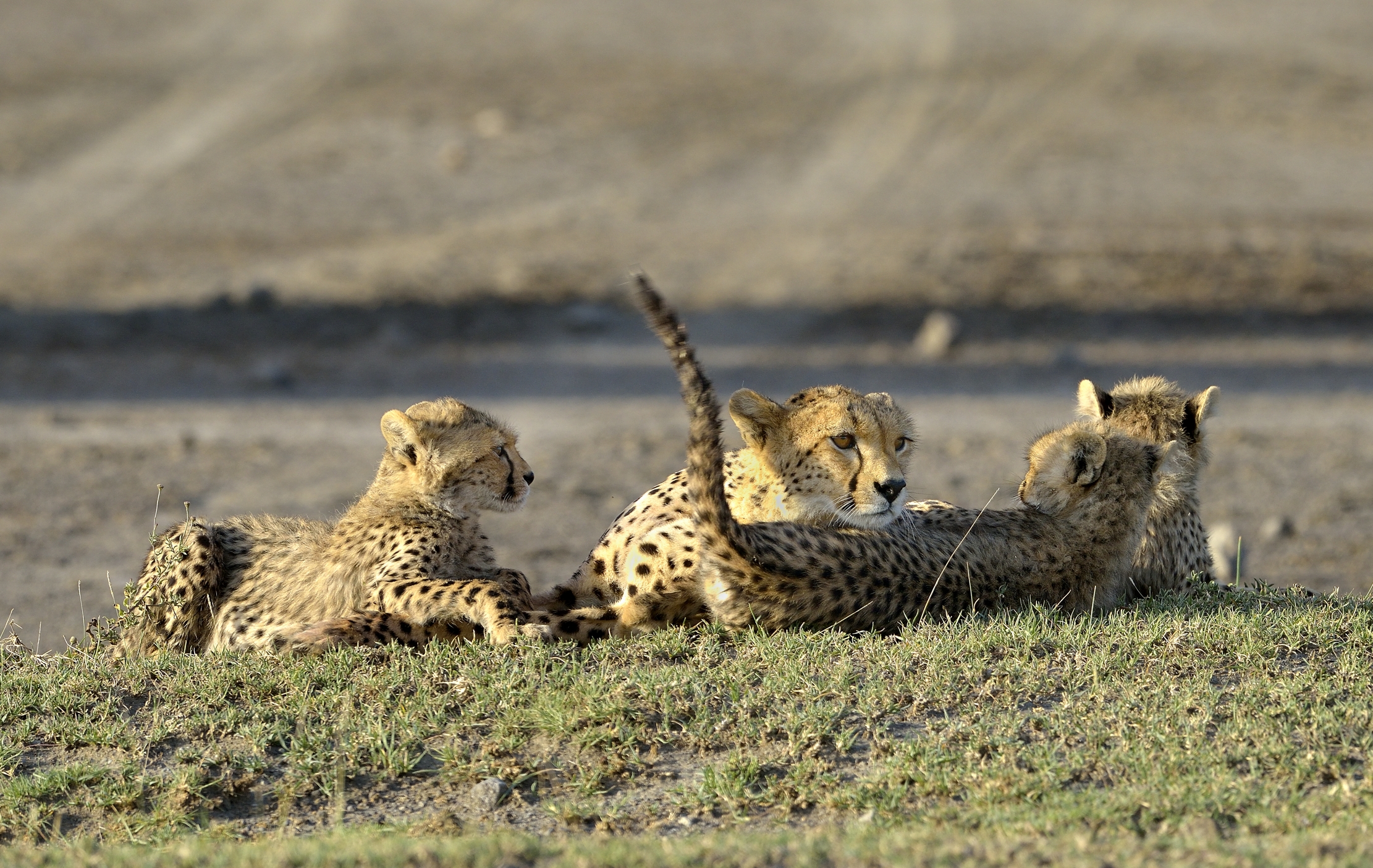 Tanzania 2015 - Ghepardi