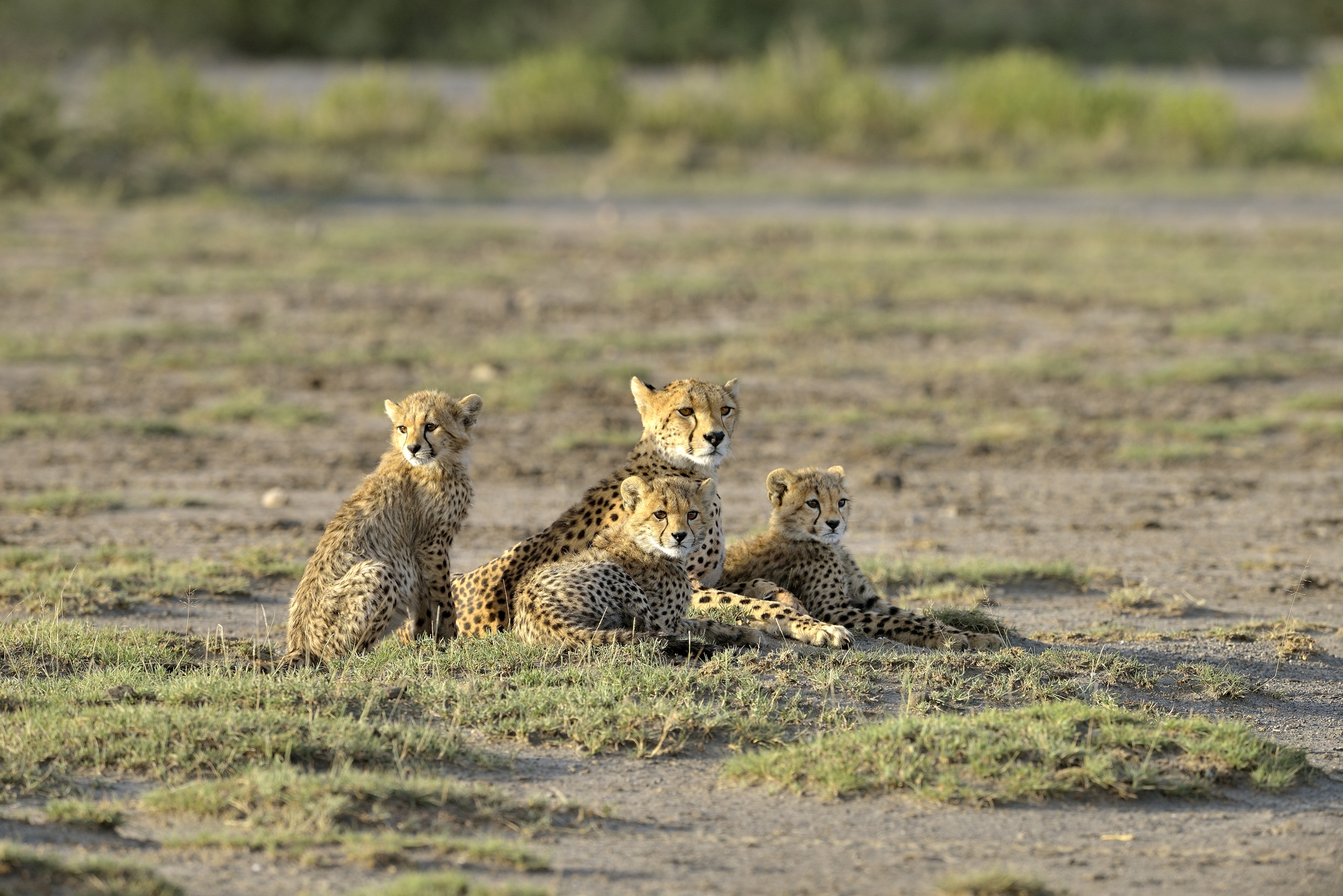 Tanzania 2015 - Famigliola