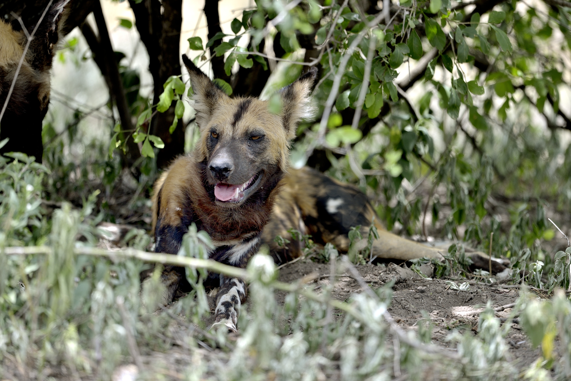 Tanzania 2015 - Licaoni