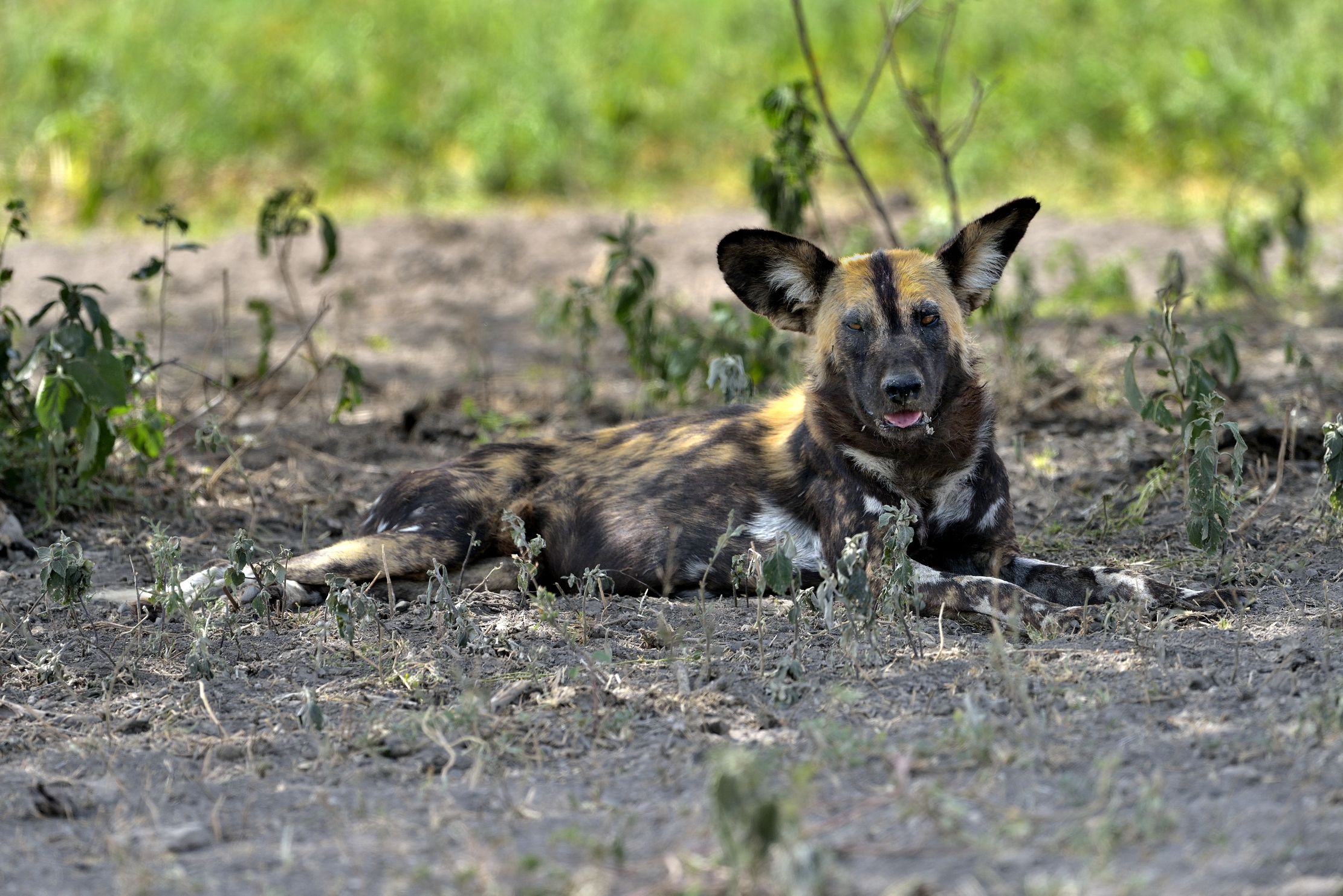 Tanzania 2015 - Licaone
