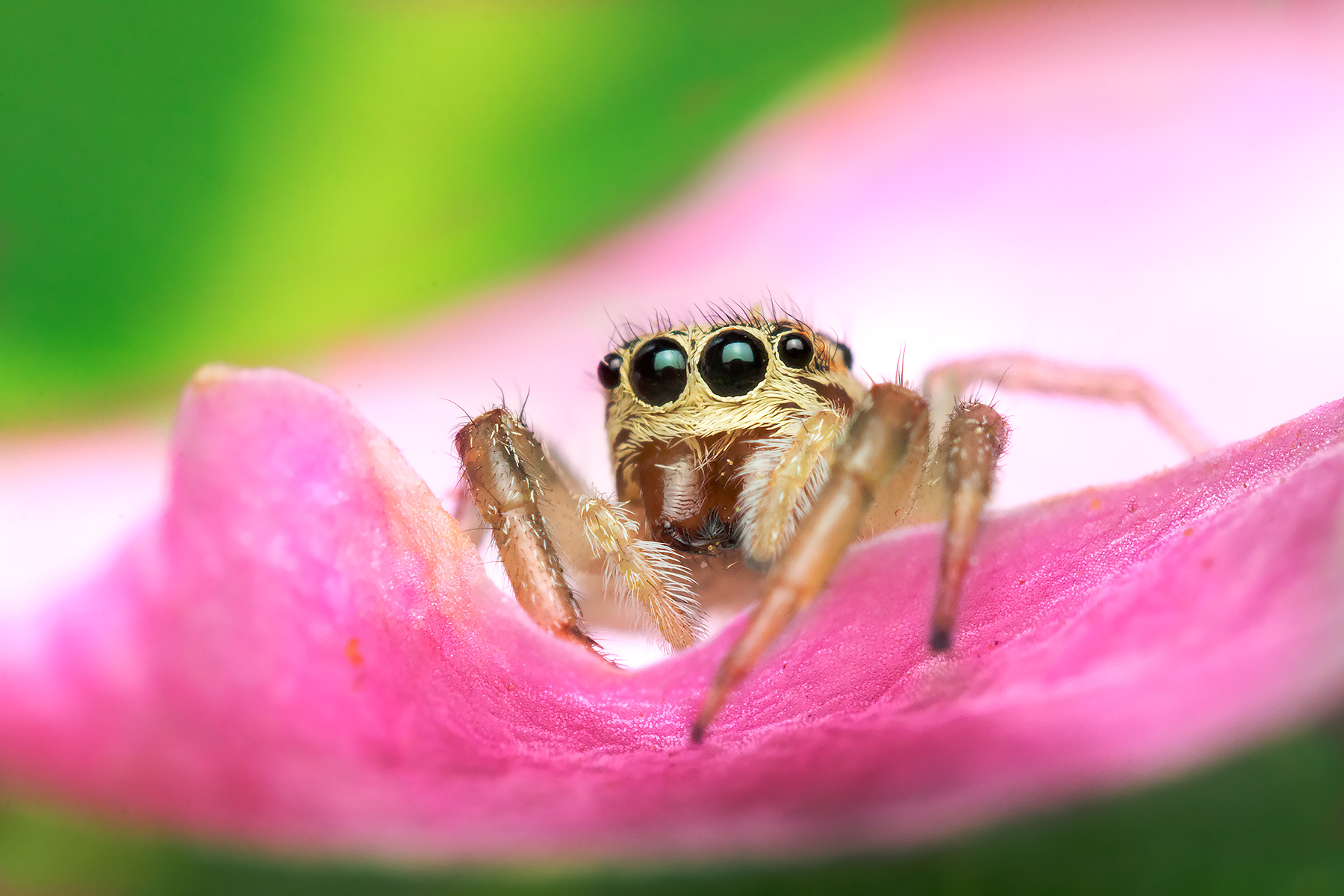 Salticidae pictorial