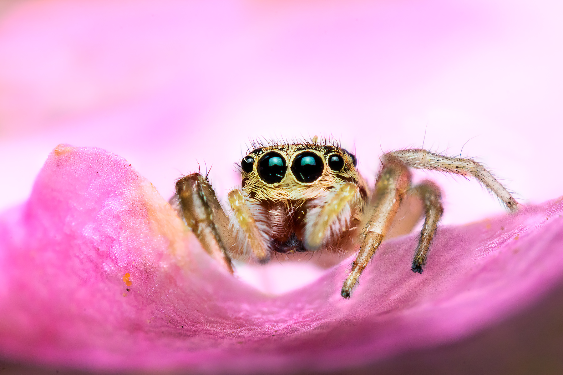 Jumping spider in the colors