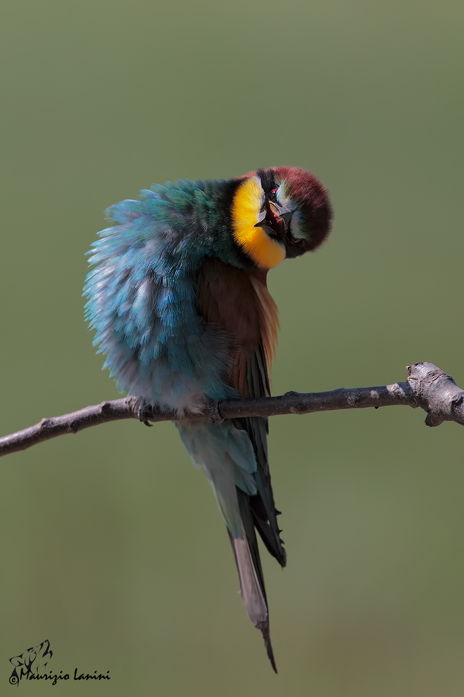 Gruccione posing interrrogativa (HD)