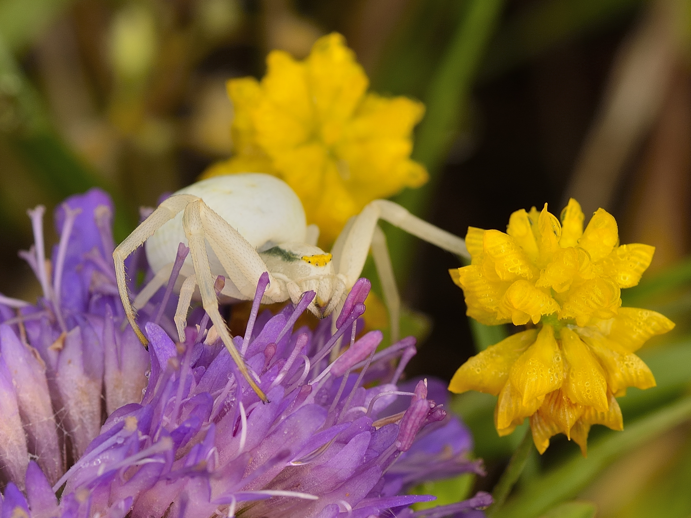 Thomisidae, Misumena vatia.