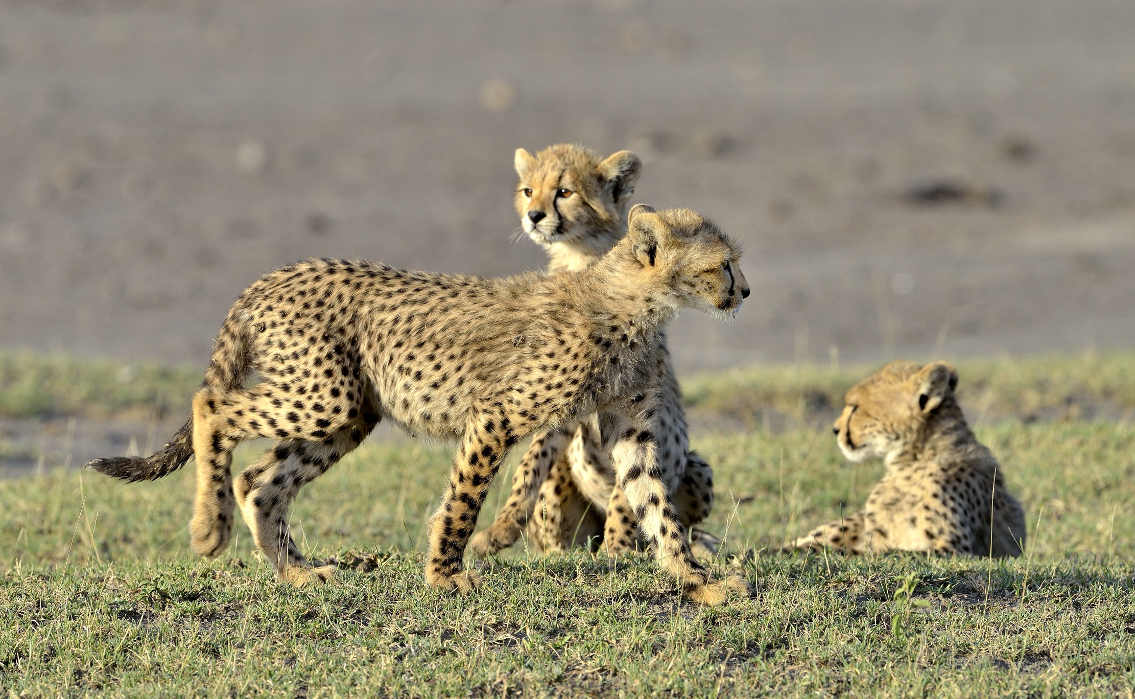 Tanzania 2015 - Ghepardini