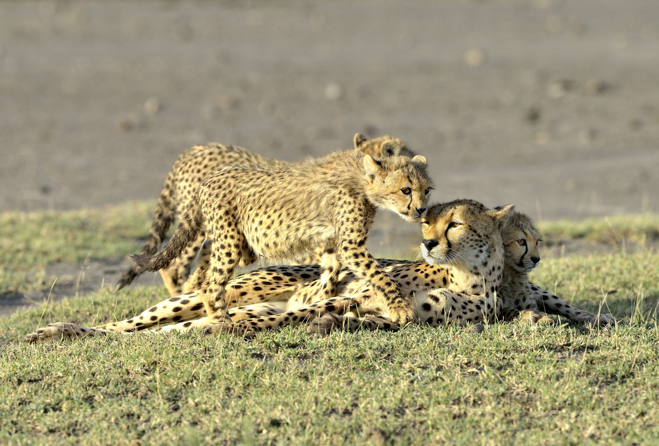 Tanzania 2015 - Affetti