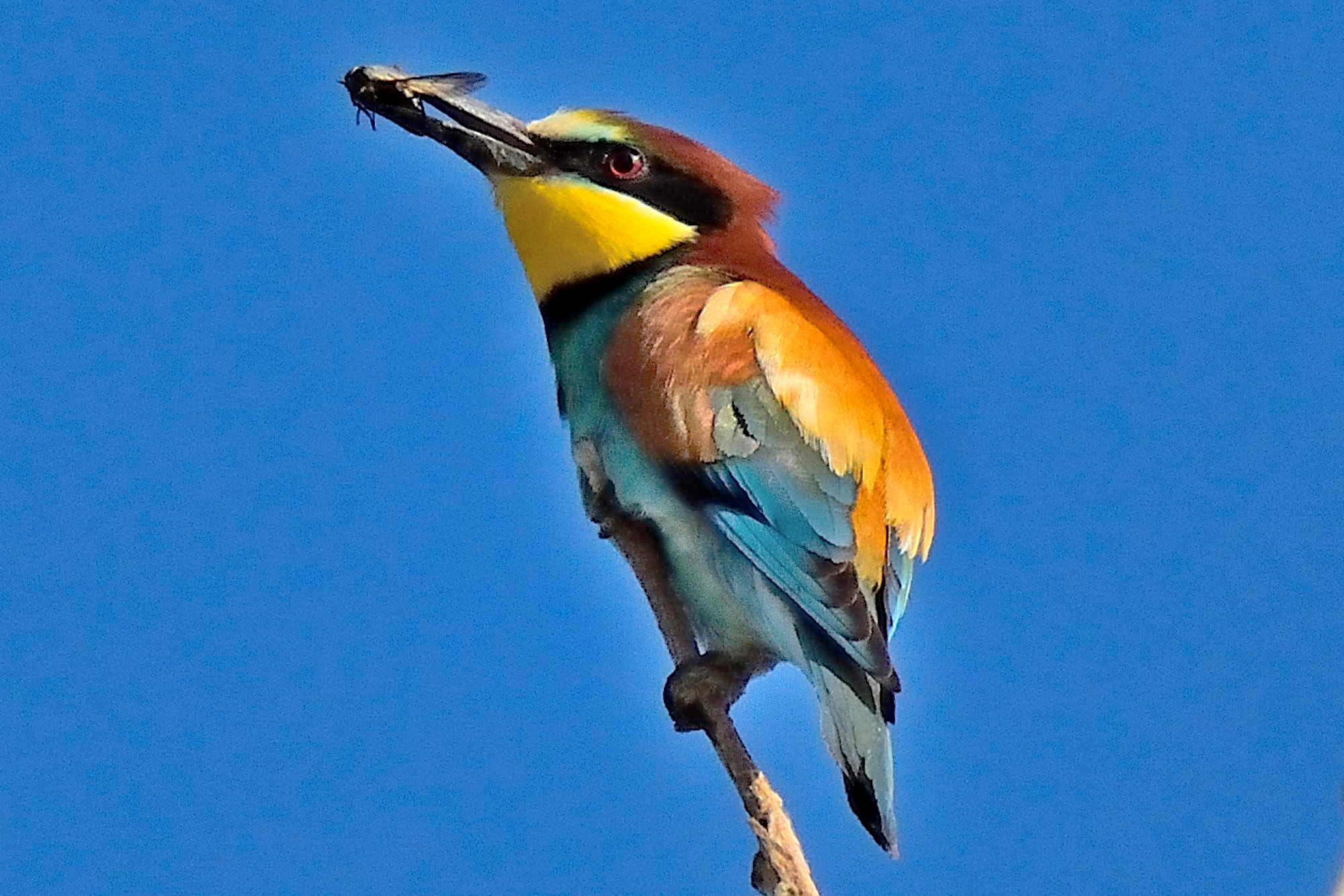 Eater in blue 'painted blue'