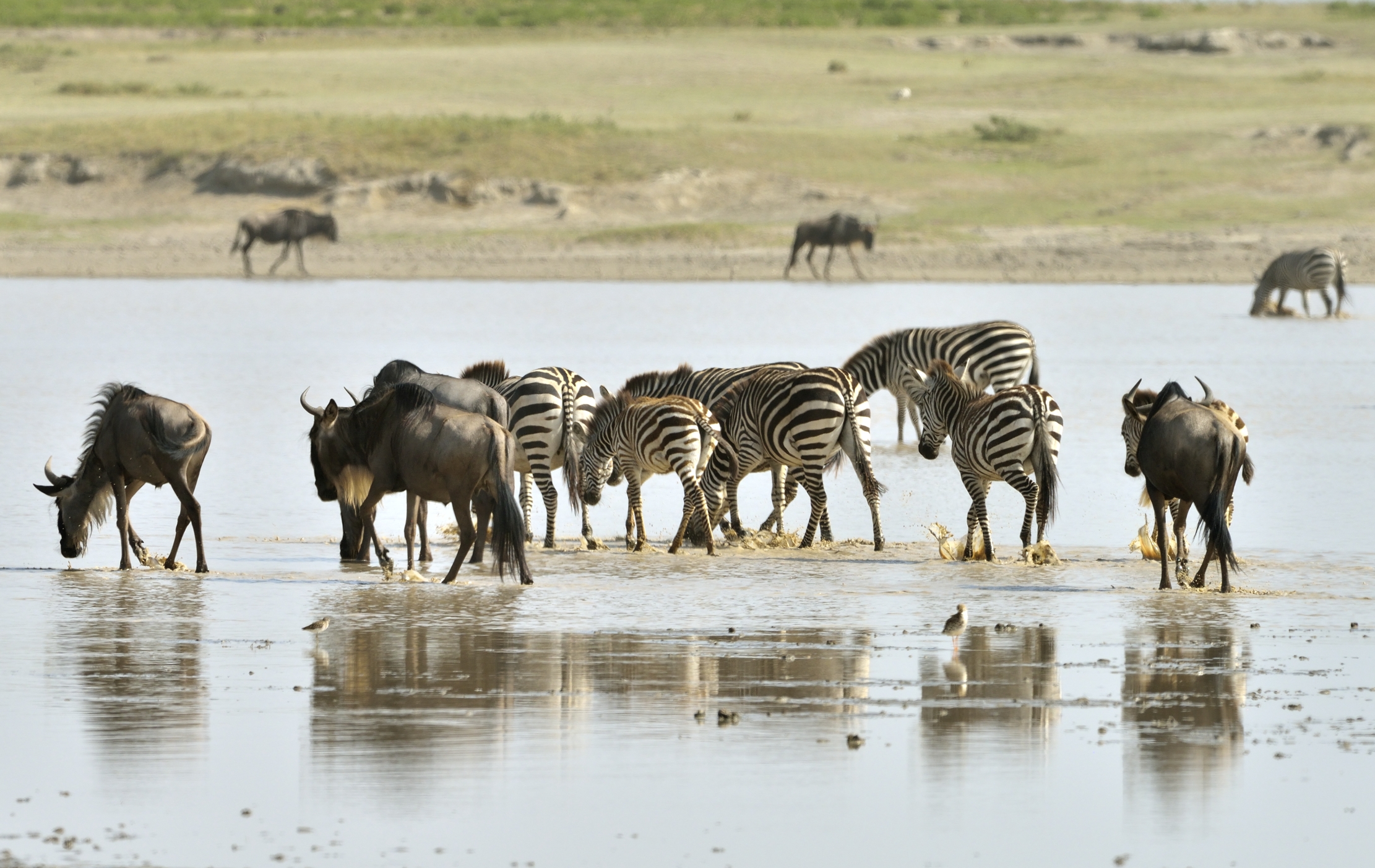 Tanzania 2015 - Migrazione