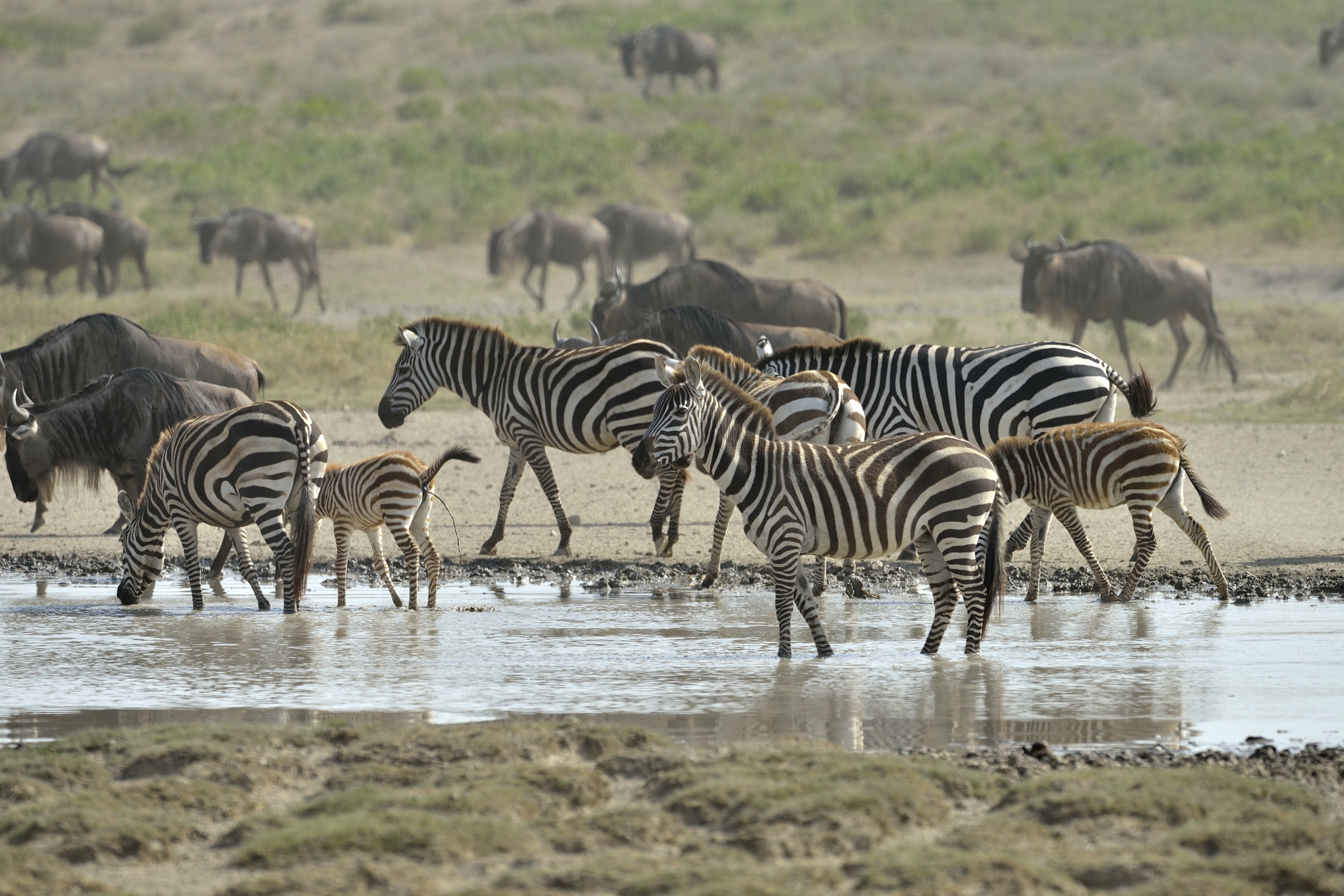 Tanzania 2015 - Migrazione