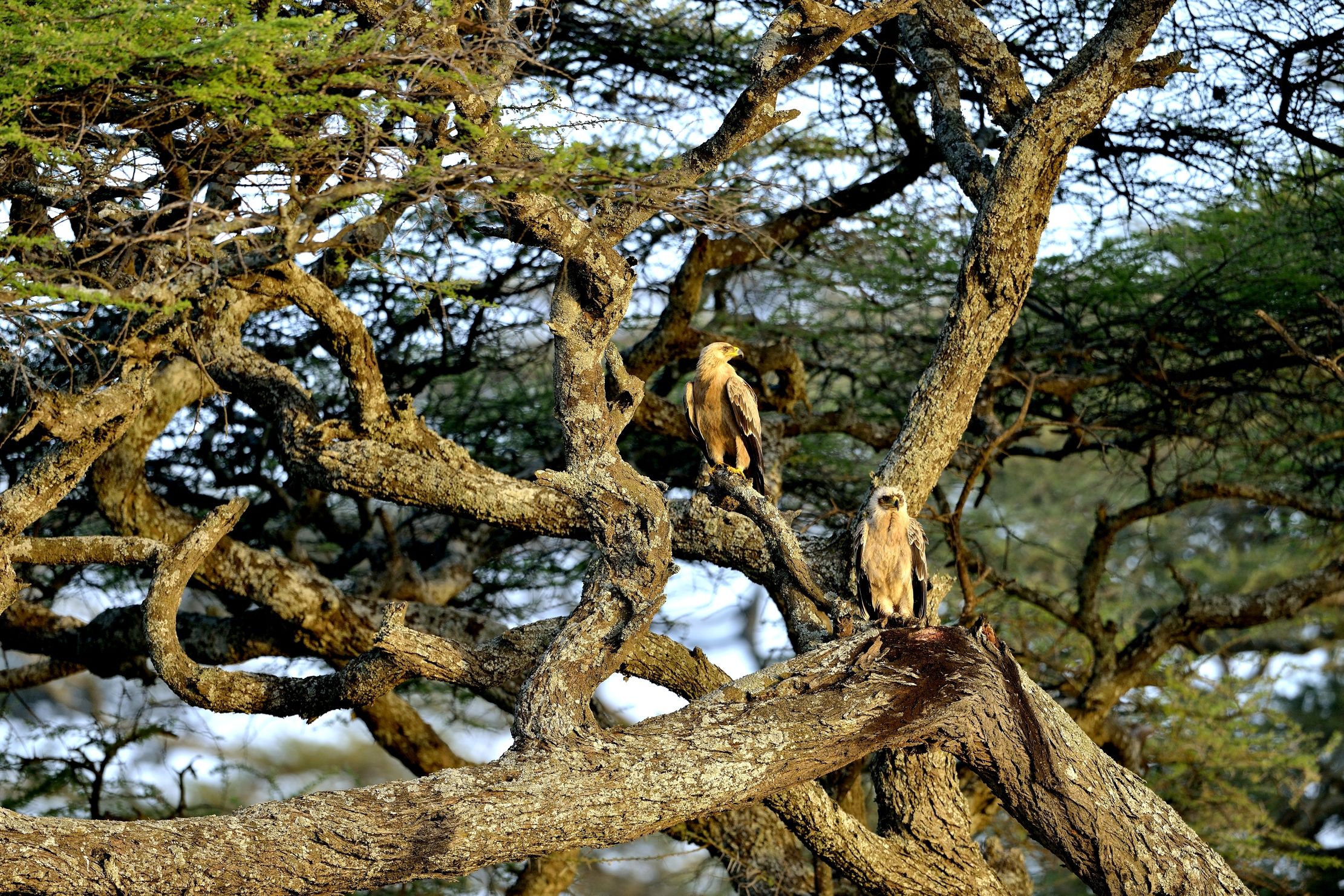 Tanzania 2015 - Su di un albero a Ndutu