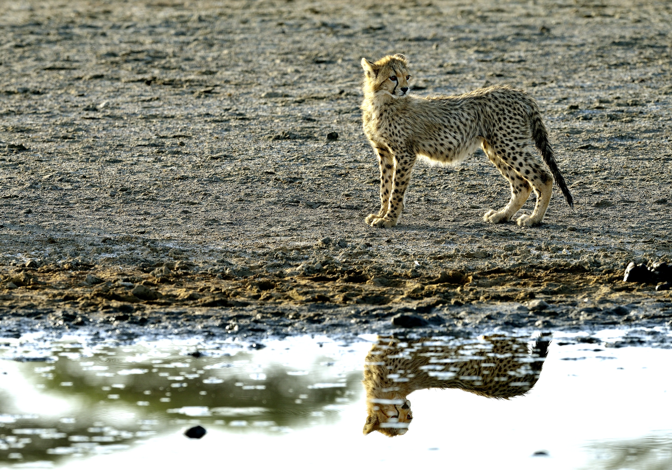 Tanzania 2015 - Riflessi