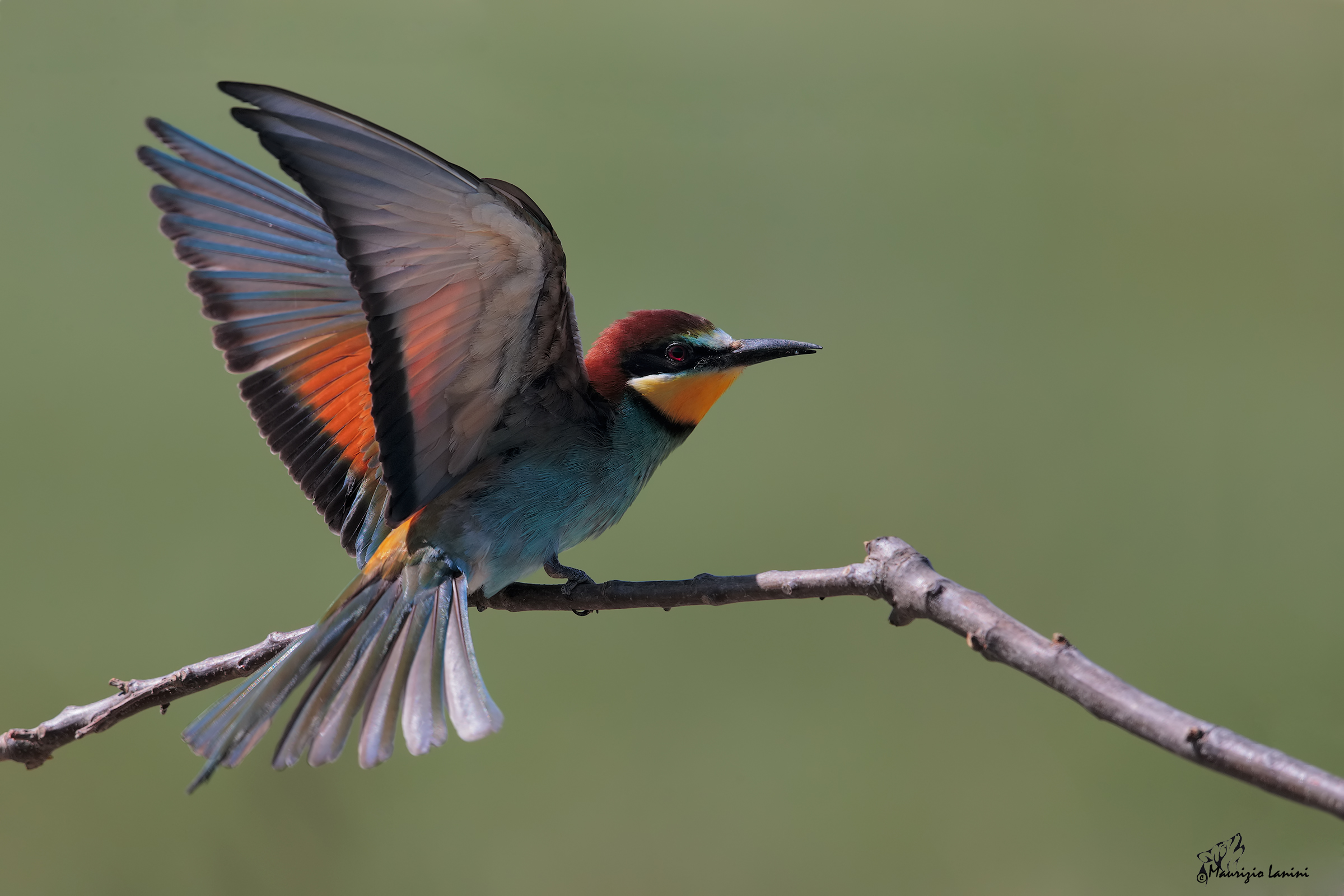 Dispiego le mie ali al sole.. (rigorosamente  HD)