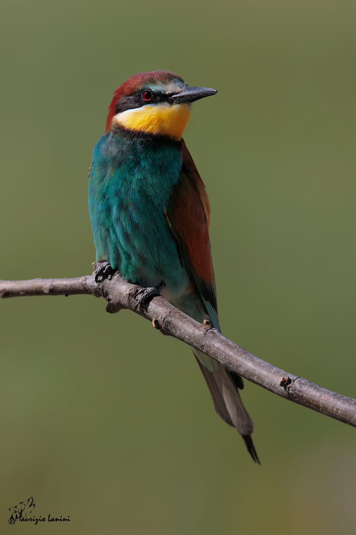 First photos with Canon 7 D mkii (HD)