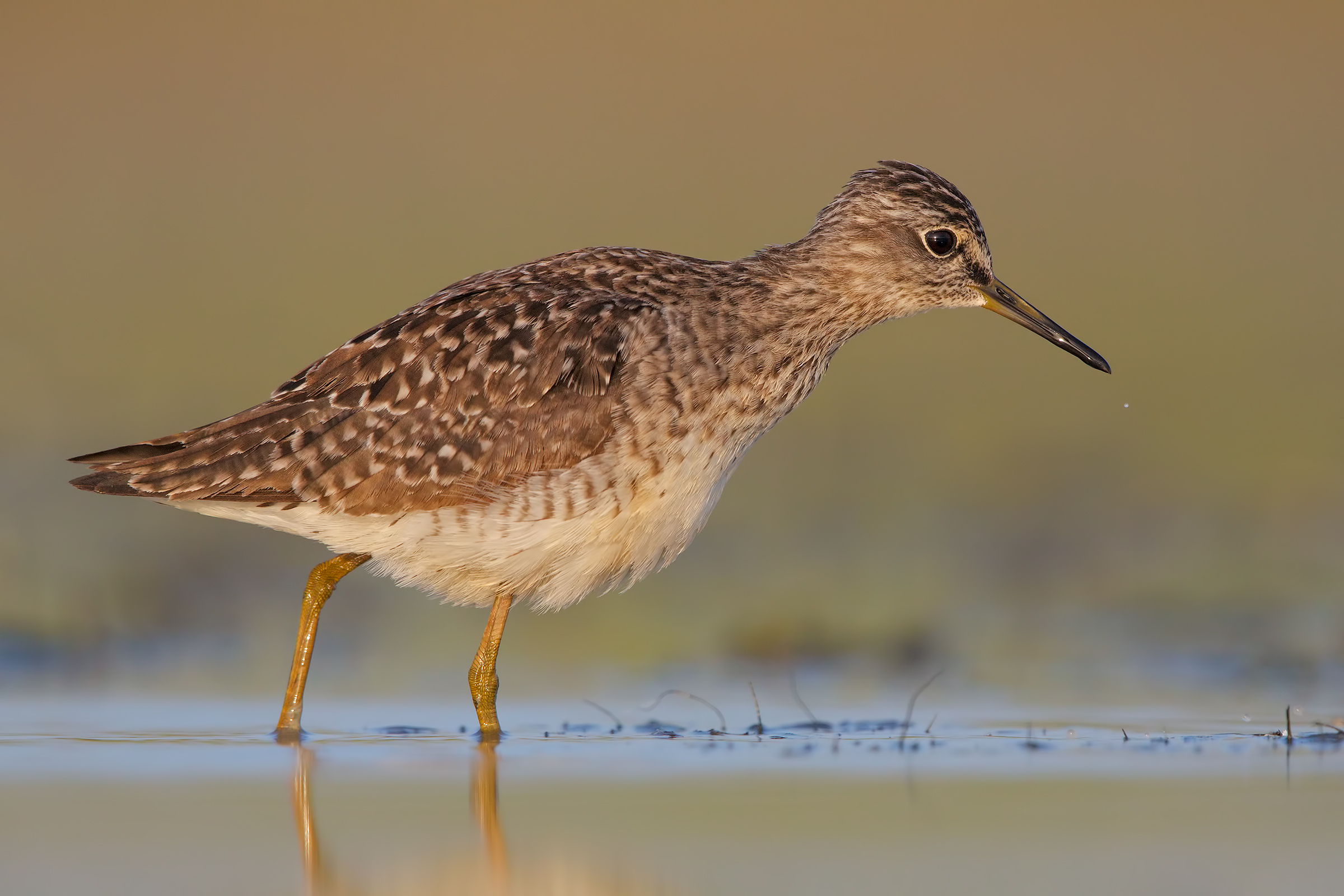 Piro piro boschereccio