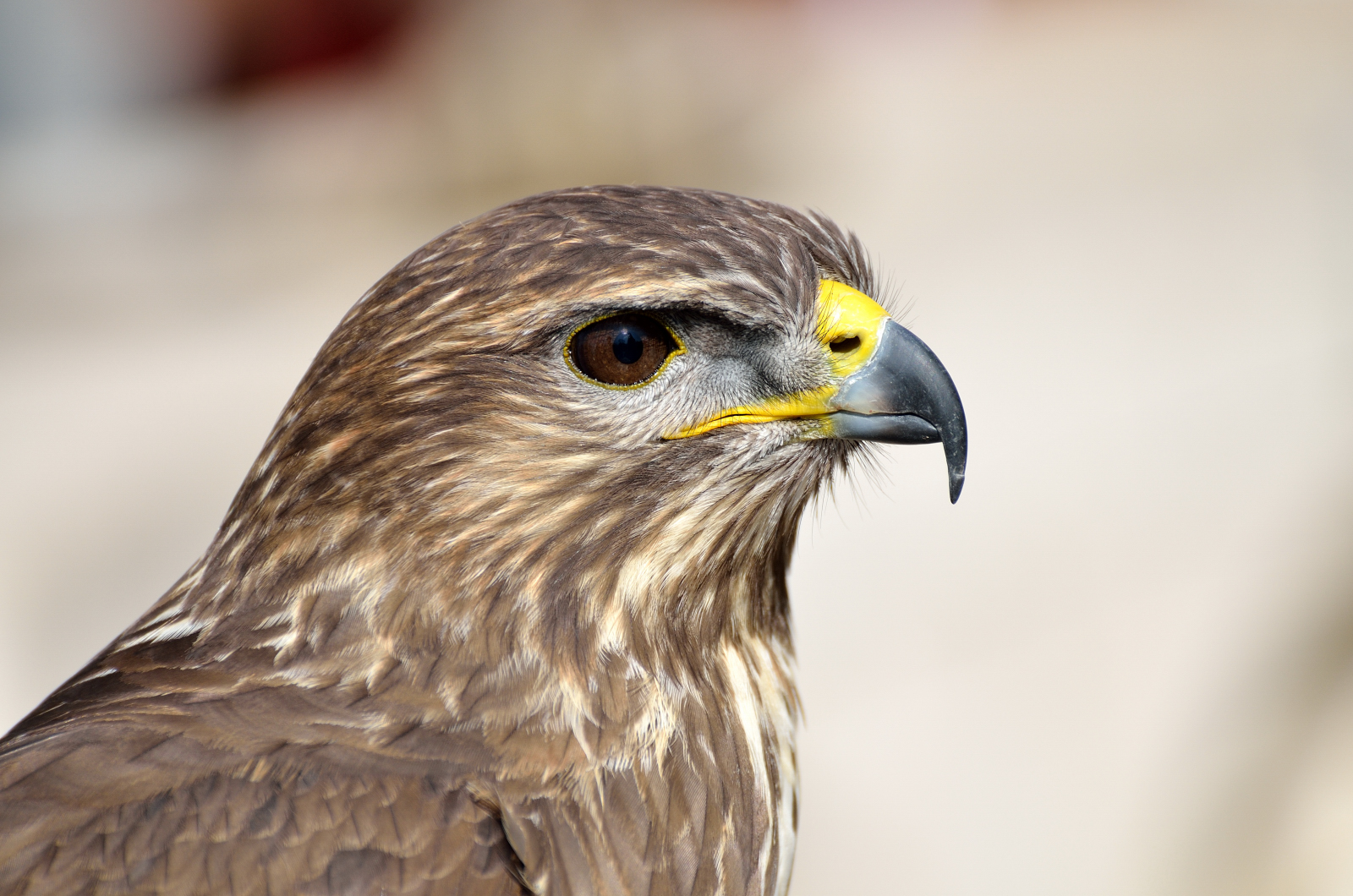 Poiana - d7000 - nikon 70/300vr 220mm, f5, 3, t 1/640