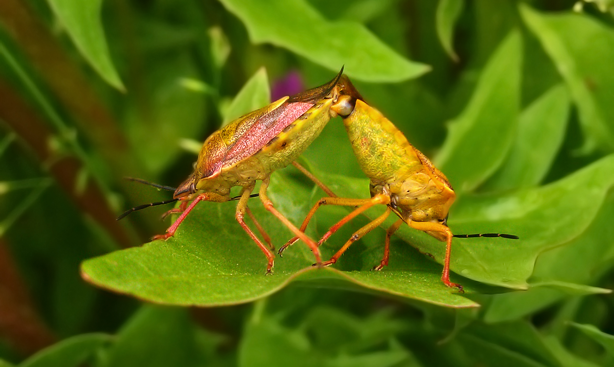 La stagione degli amori... anche per le Cimici...
